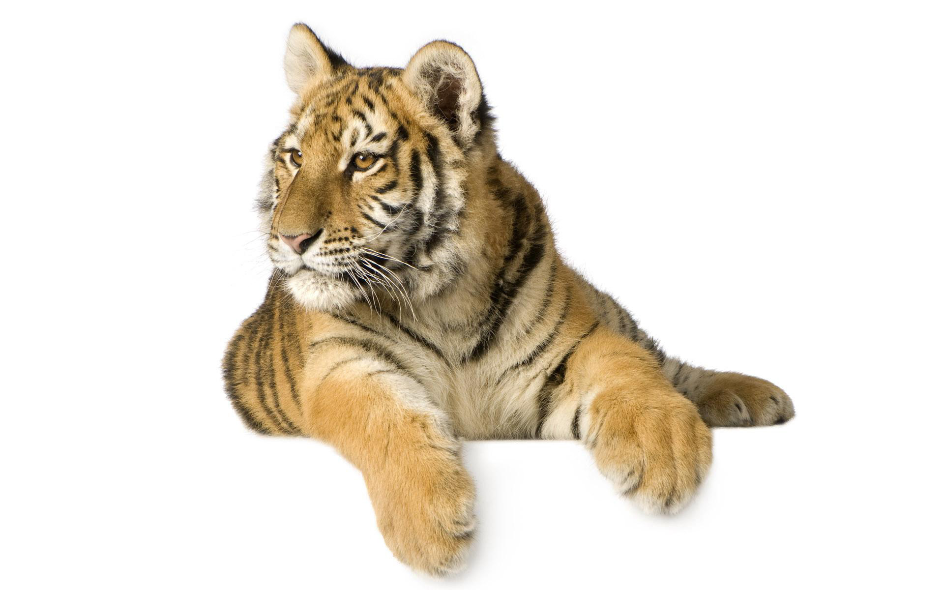 Скачати мобільні шпалери Тварини, Тигри безкоштовно.