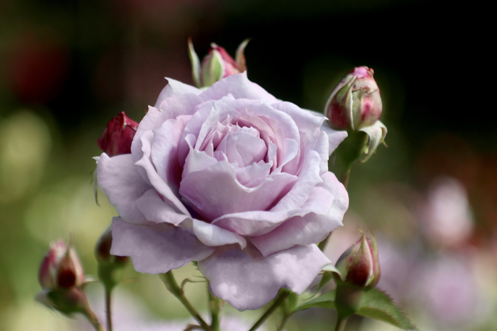 Free download wallpaper Flowers, Rose, Bud, Earth, Petal on your PC desktop