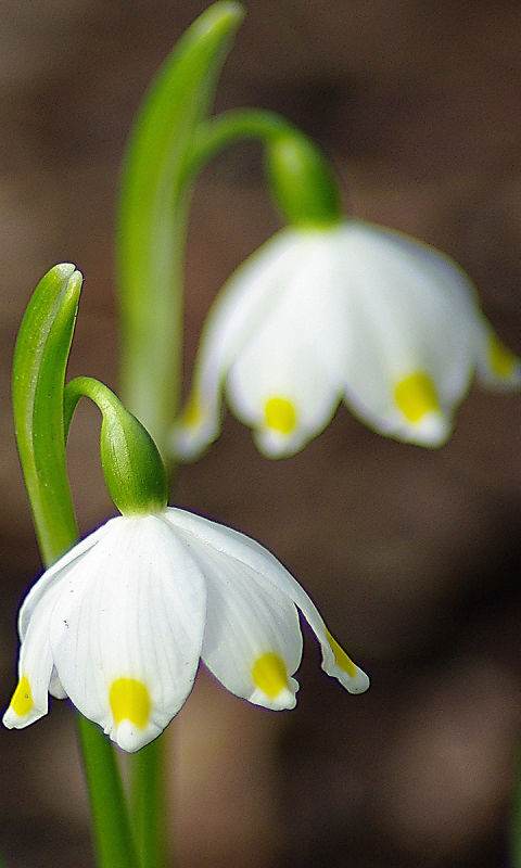 Handy-Wallpaper Blumen, Blume, Erde/natur kostenlos herunterladen.