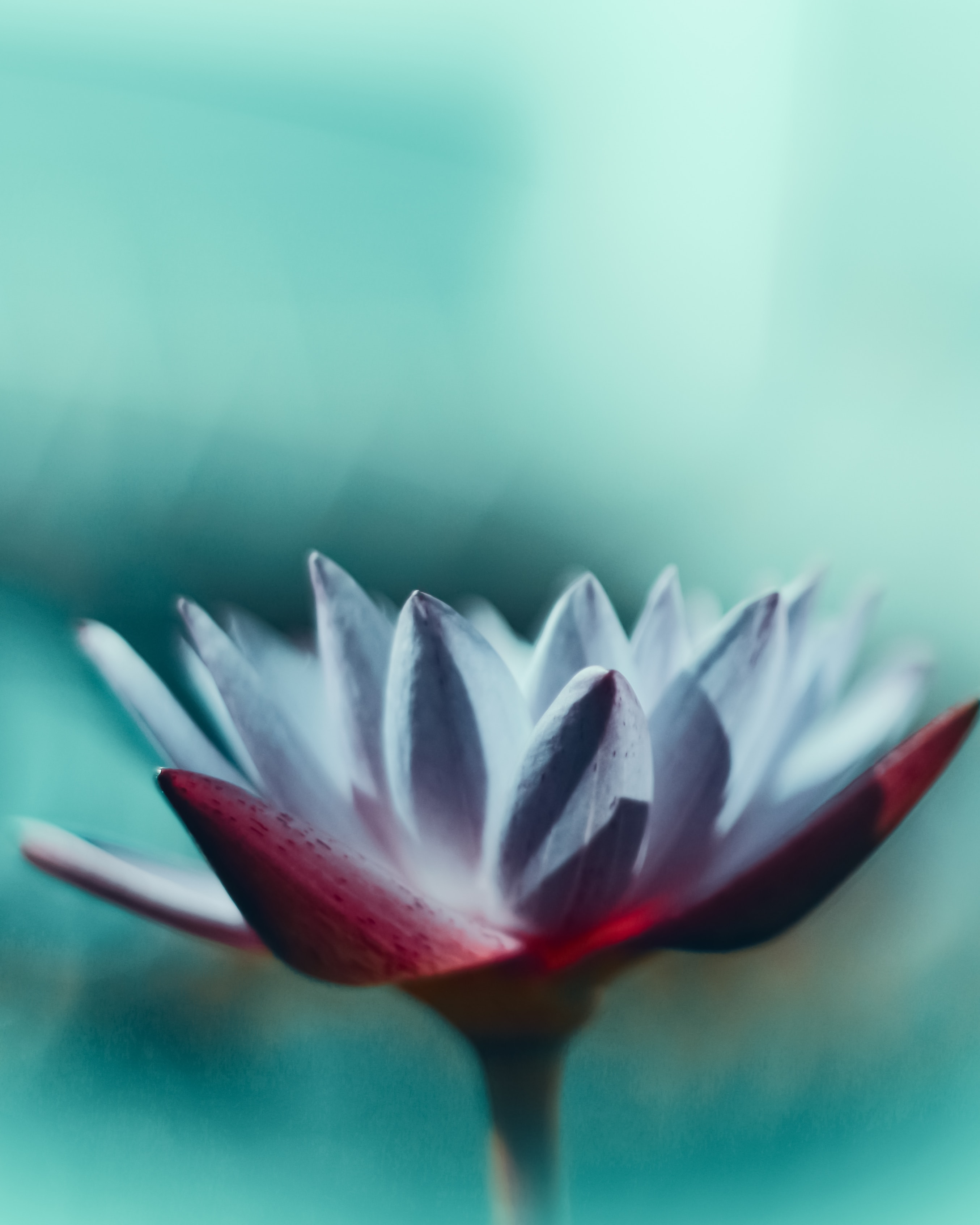 Download mobile wallpaper Macro, Petals, Water Lily, Flower for free.
