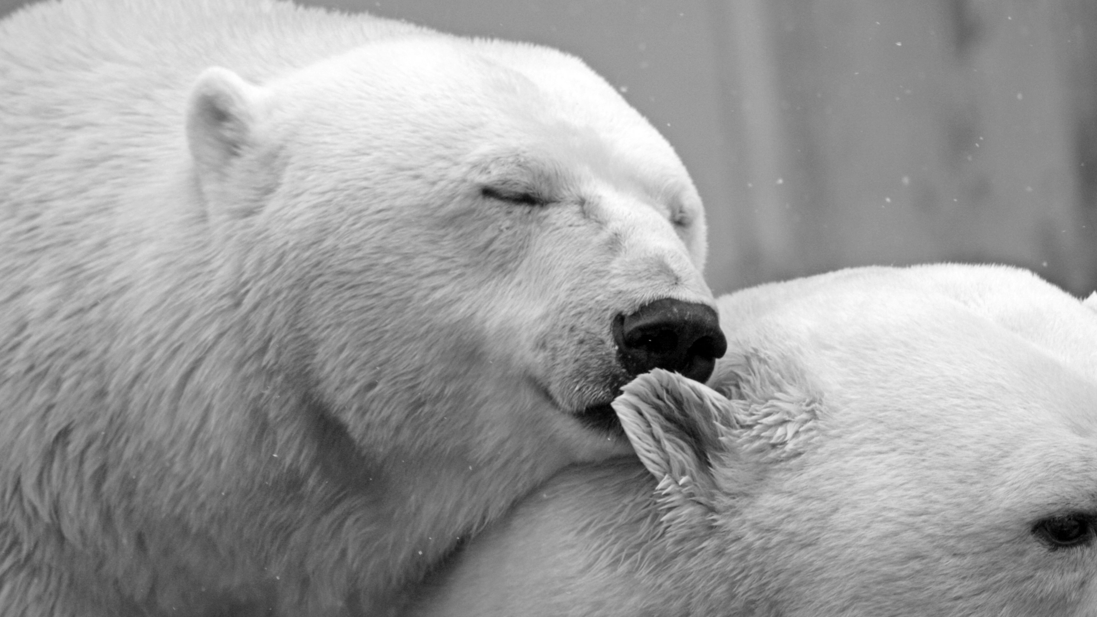 Baixar papel de parede para celular de Animais, Amor, Urso Polar, Ursos gratuito.