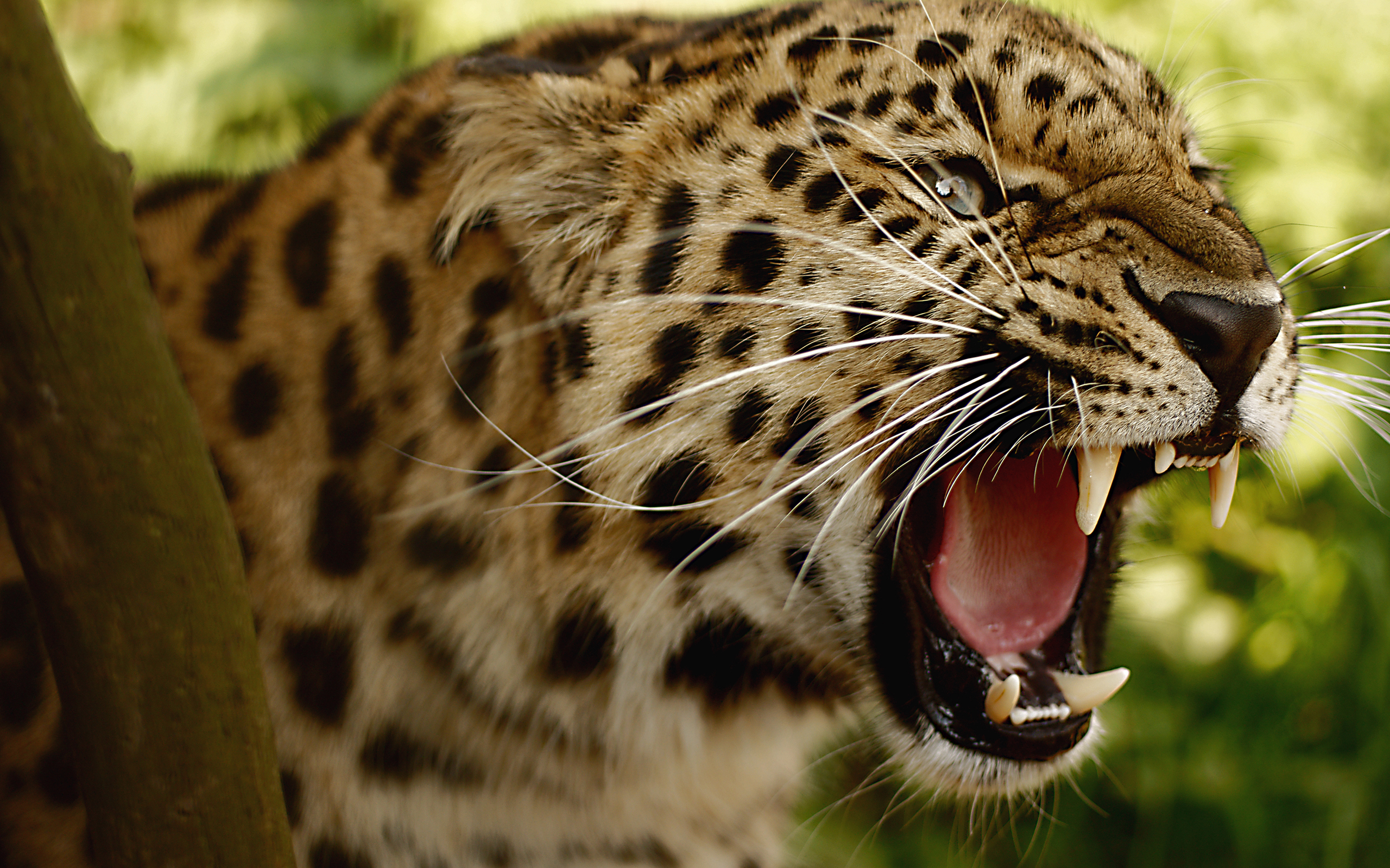 jaguar, animal
