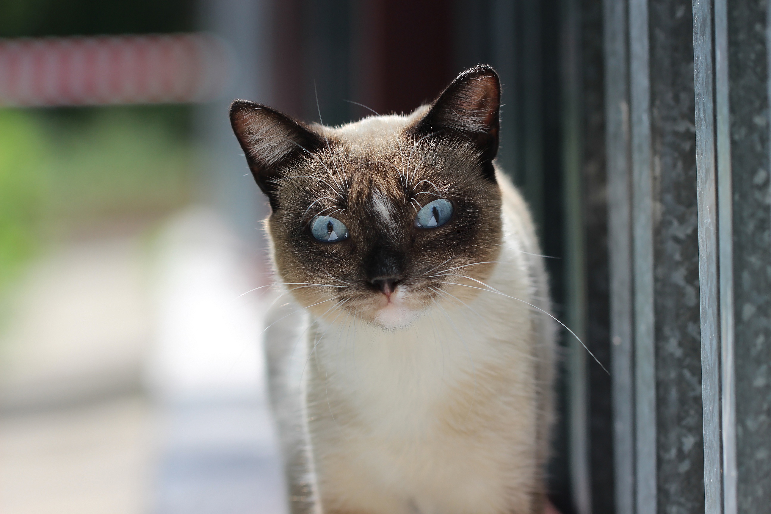 Laden Sie das Tiere, Katzen, Katze, Starren, Tiefenschärfe-Bild kostenlos auf Ihren PC-Desktop herunter