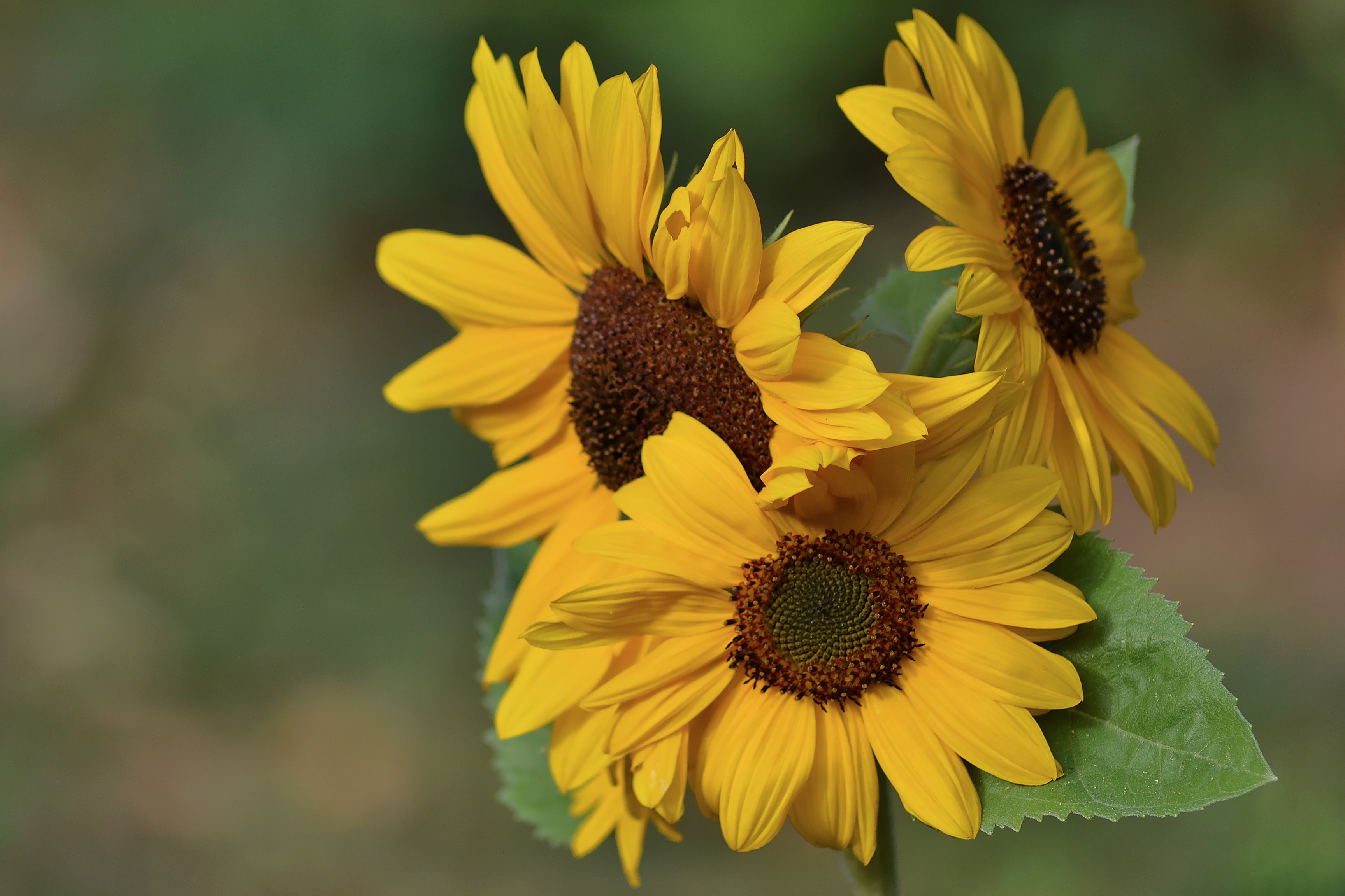 Free download wallpaper Nature, Flowers, Flower, Earth, Sunflower, Yellow Flower on your PC desktop