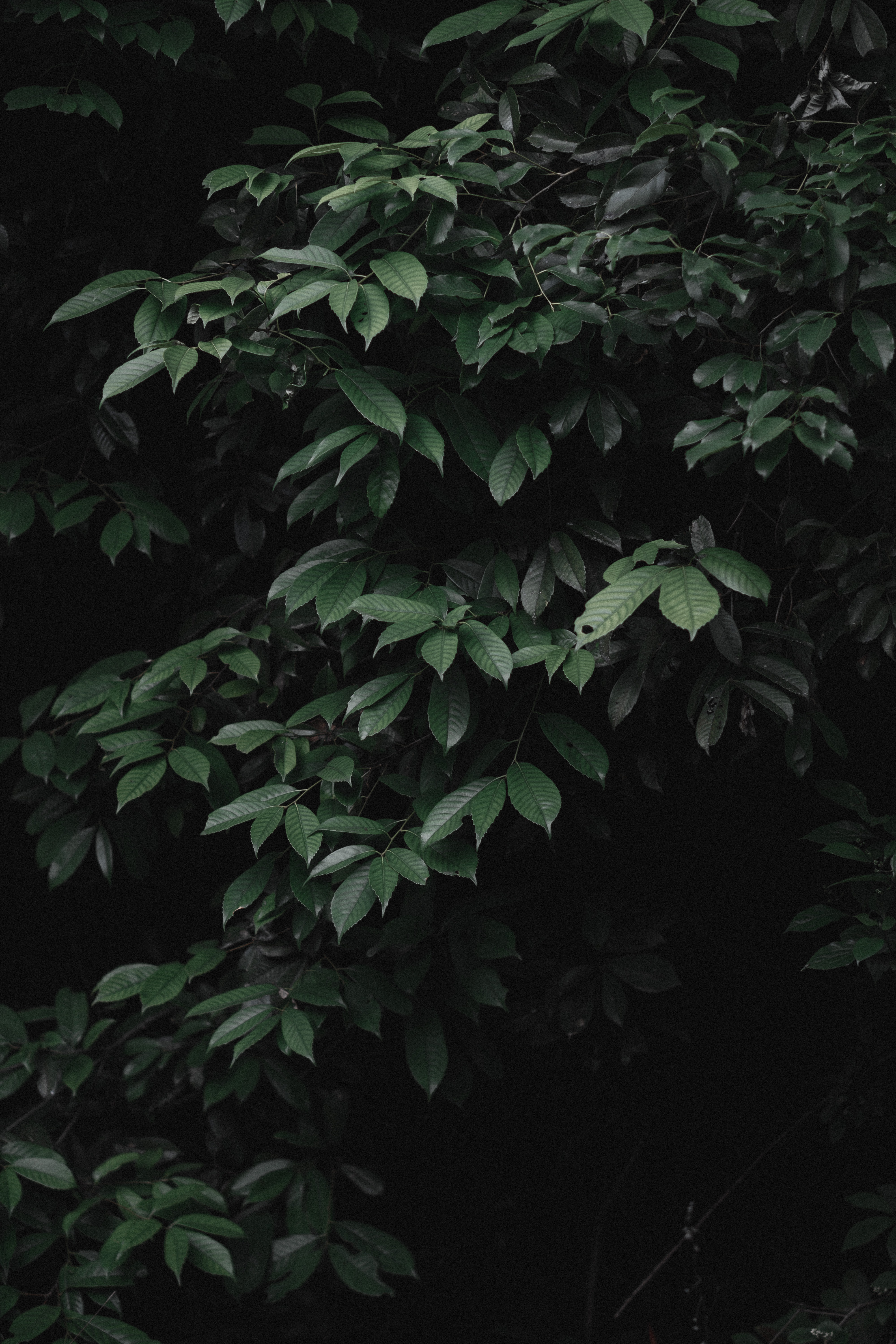 Free download wallpaper Bush, Plant, Dark, Leaves on your PC desktop