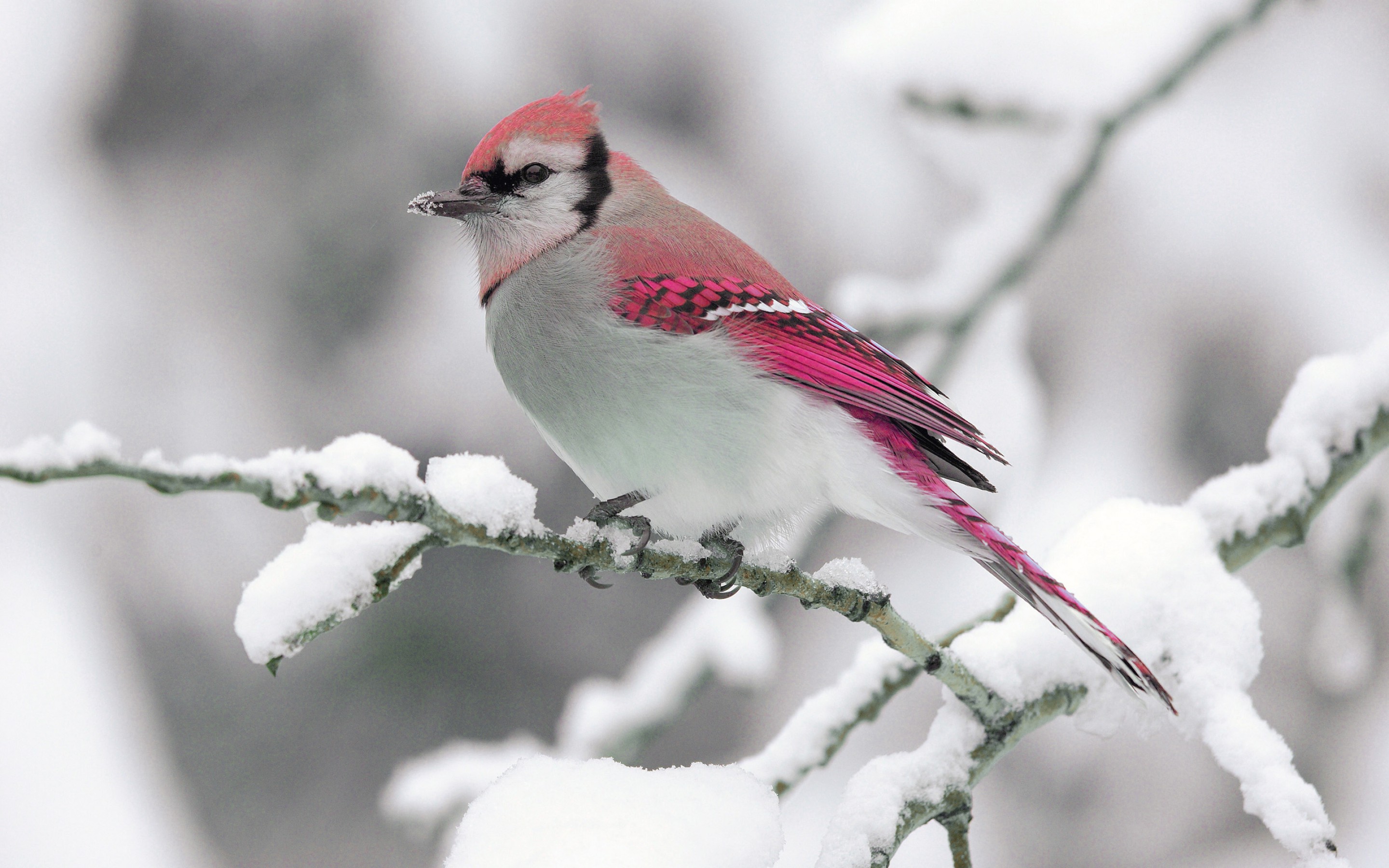 PCデスクトップに動物, 鳥画像を無料でダウンロード