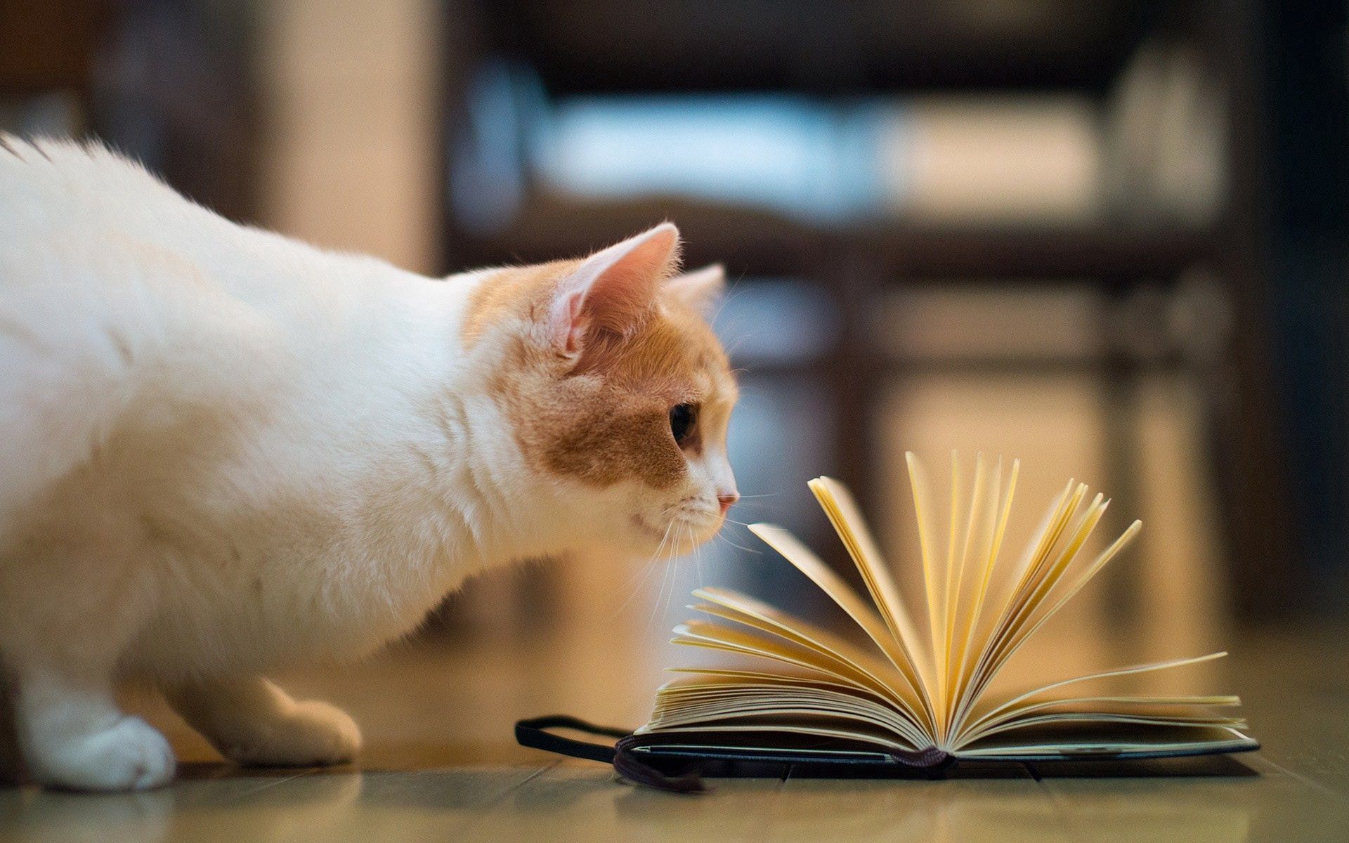 curiosity, animals, cat, book, floors