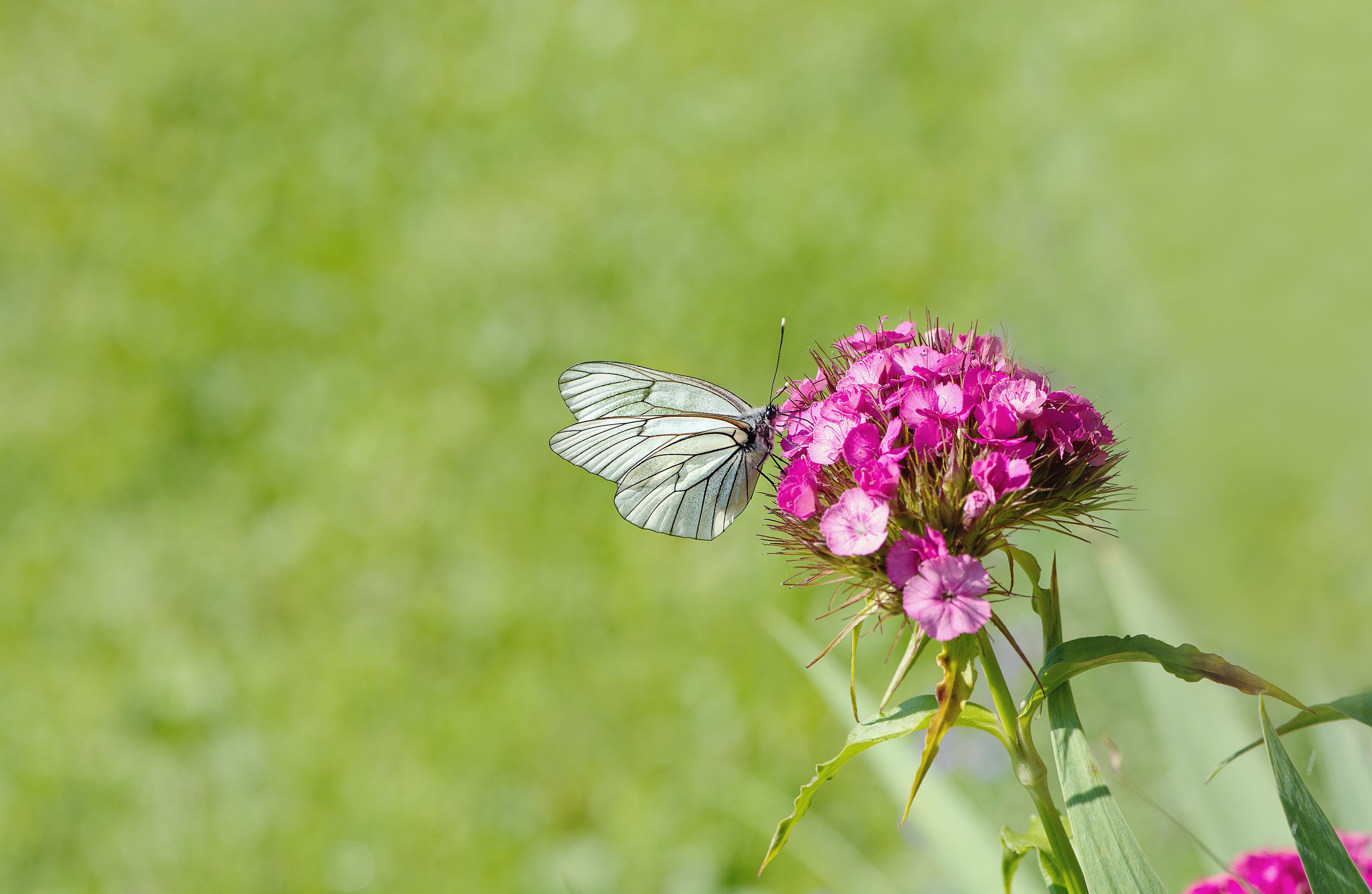 Handy-Wallpaper Tiere, Schmetterlinge, Blume, Insekt, Pinke Blume kostenlos herunterladen.