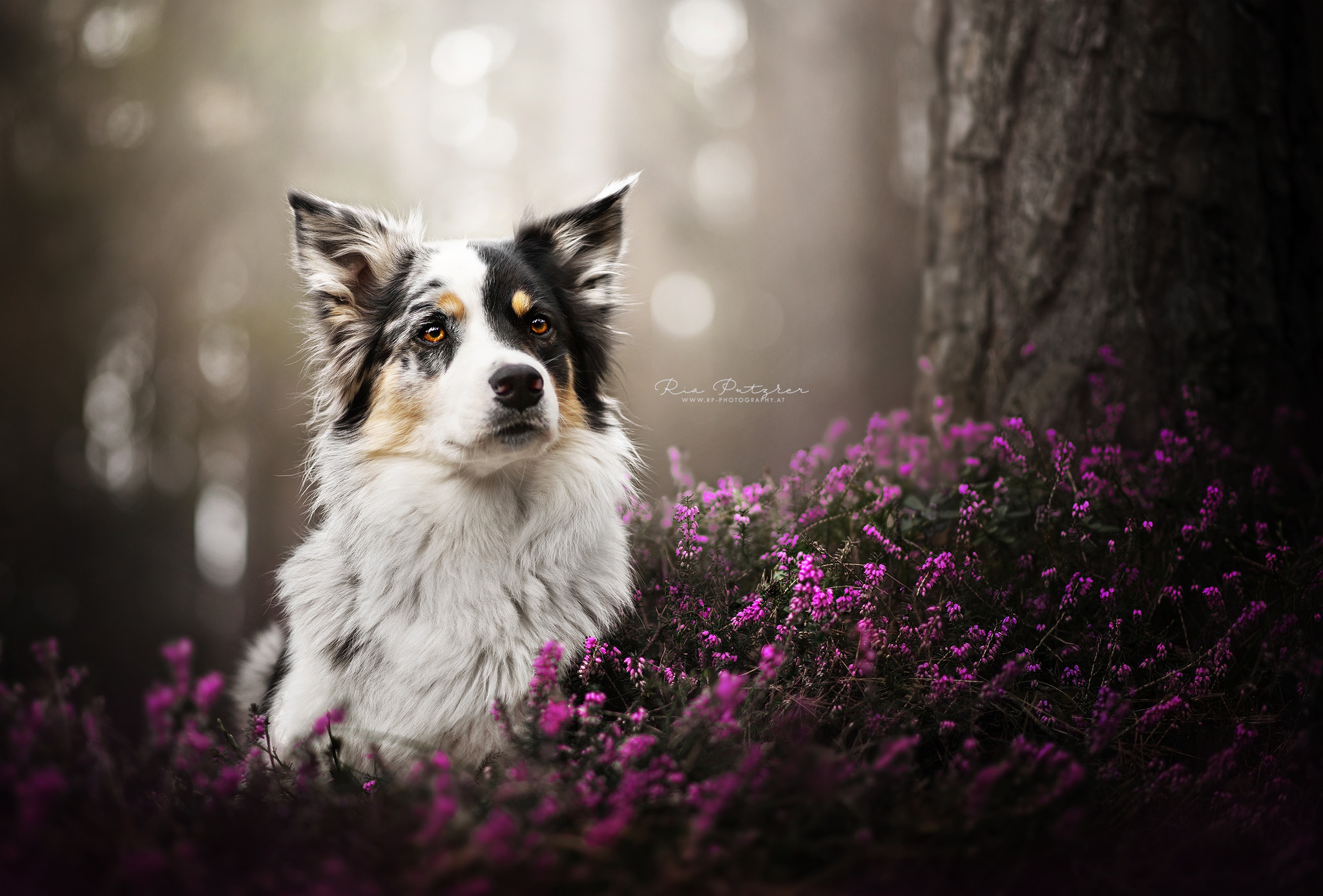 PCデスクトップに動物, ヘザー, 犬, ボケ, オーストラリアン シェパード画像を無料でダウンロード