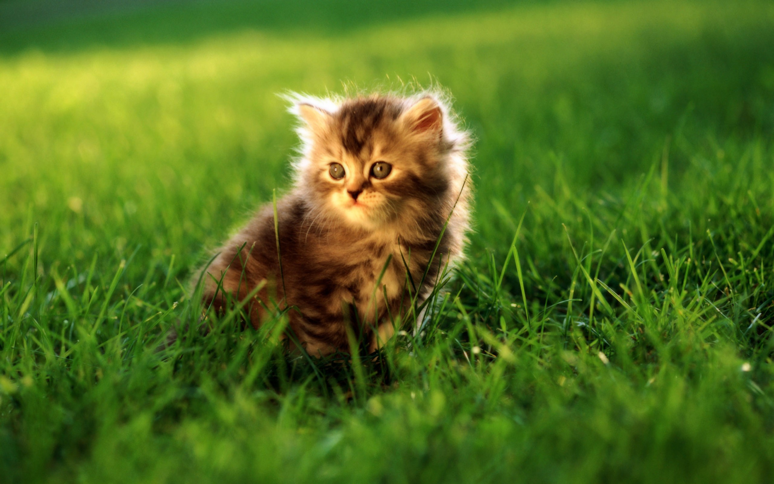 Free download wallpaper Cat, Cats, Animal on your PC desktop