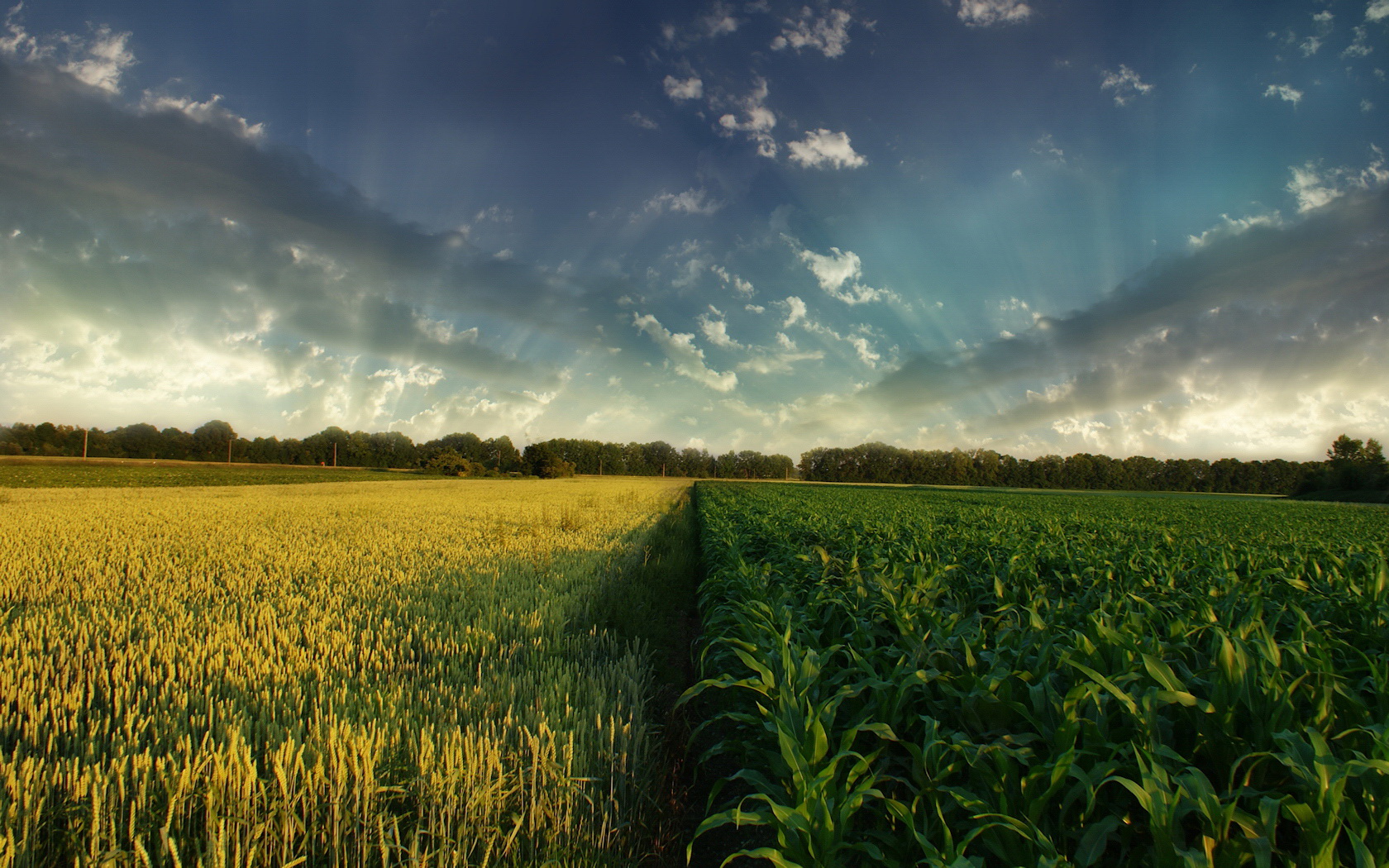 Free download wallpaper Field, Earth on your PC desktop