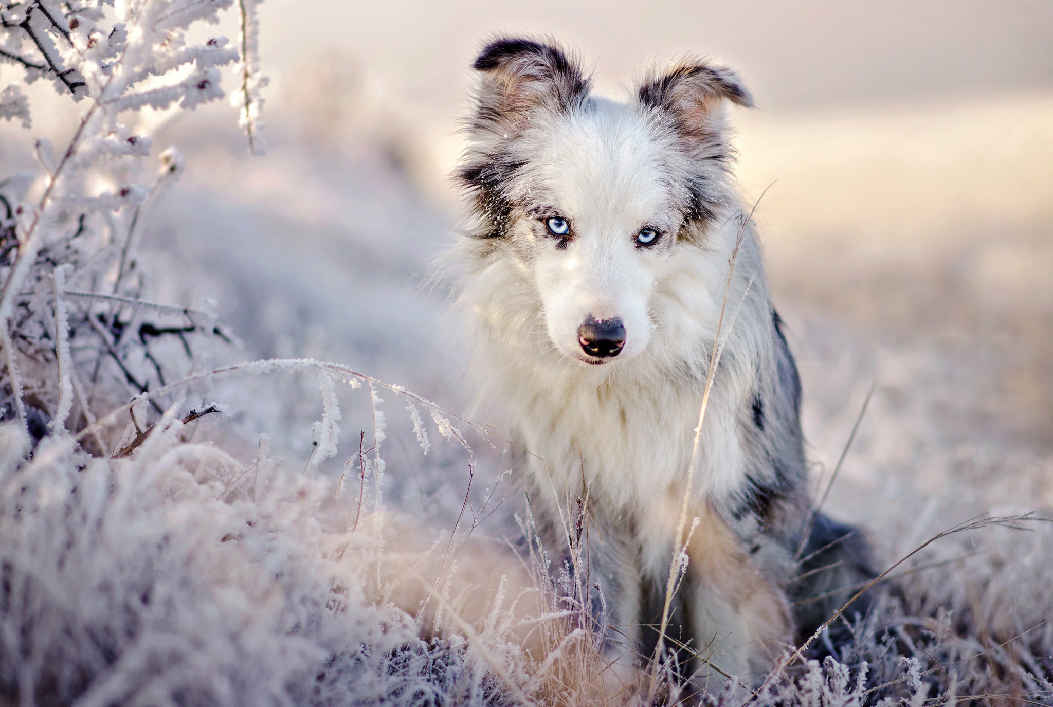 Descarga gratuita de fondo de pantalla para móvil de Animales, Perros, Perro, Pastor Australiano.