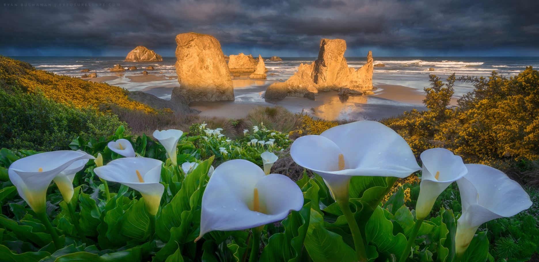 852059 скачать обои белый цветок, берег, земля/природа, пляж, бандон бич, зантедеския, облака, цветок, горизонт, океан, орегон, морской пейзаж - заставки и картинки бесплатно