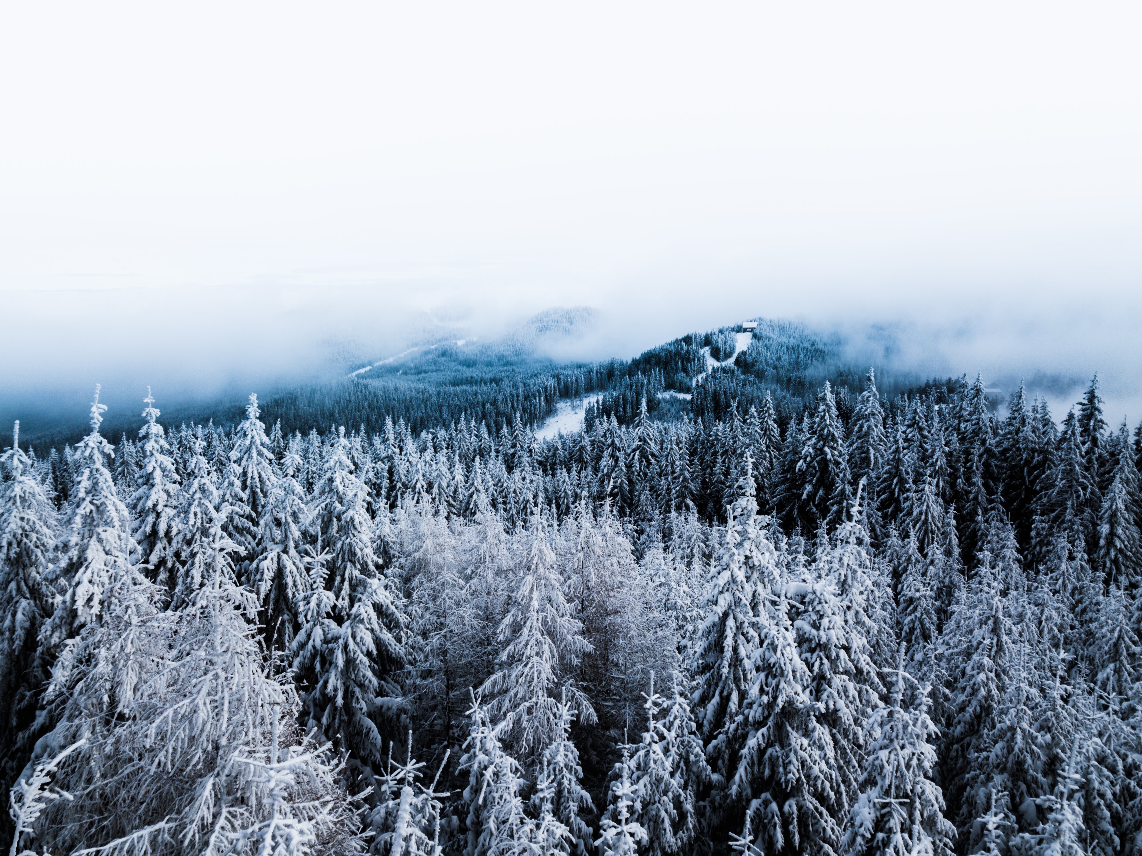 Download mobile wallpaper Forest, Trees, Snow, View From Above, Winter, Fog, Nature for free.