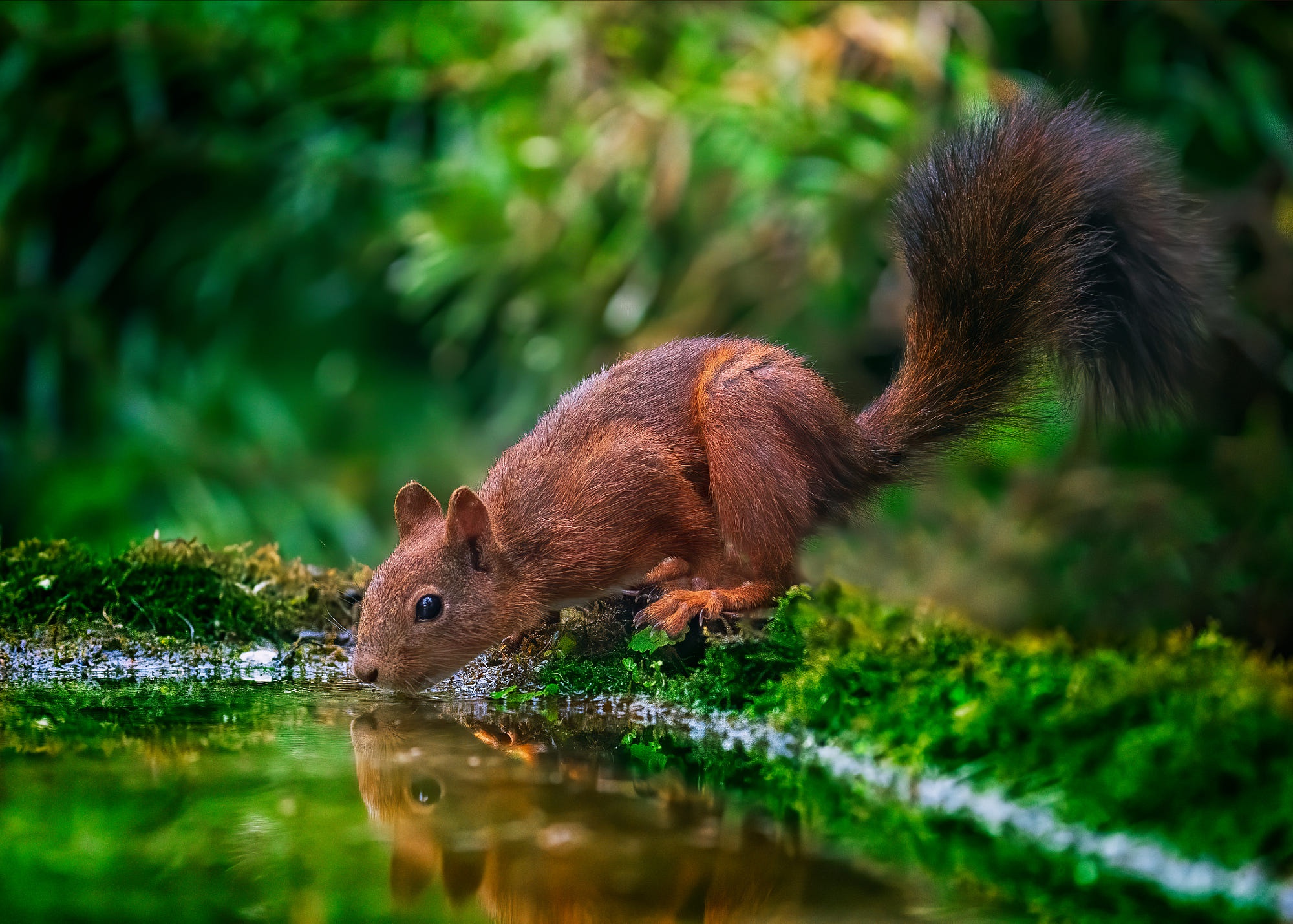 Free download wallpaper Squirrel, Reflection, Animal, Rodent on your PC desktop