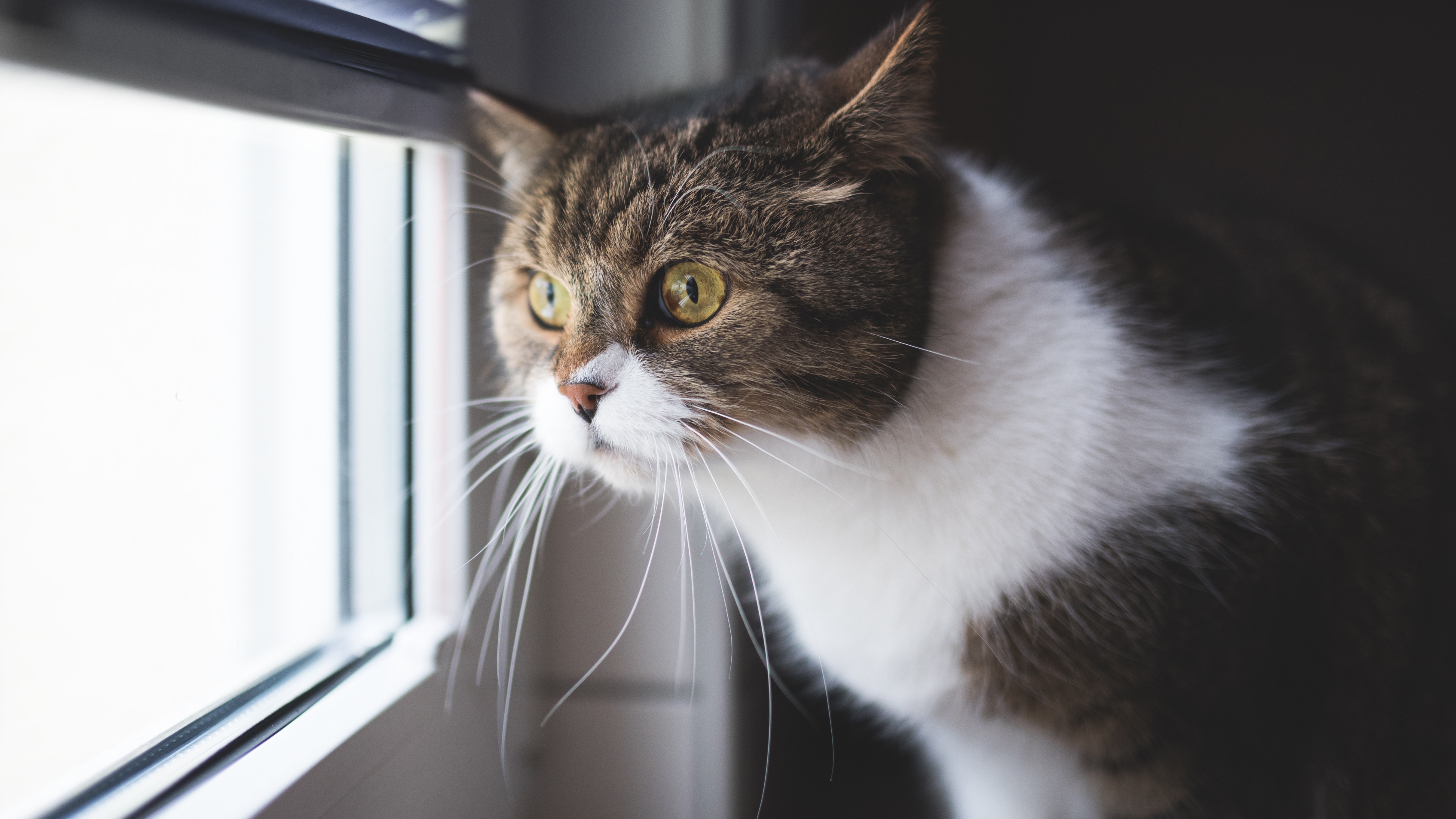 無料モバイル壁紙動物, ネコ, 猫をダウンロードします。