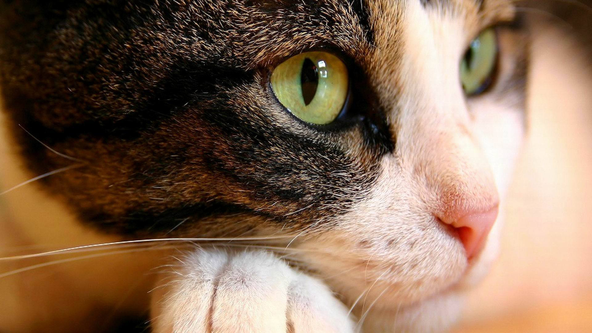 Handy-Wallpaper Tiere, Katze kostenlos herunterladen.