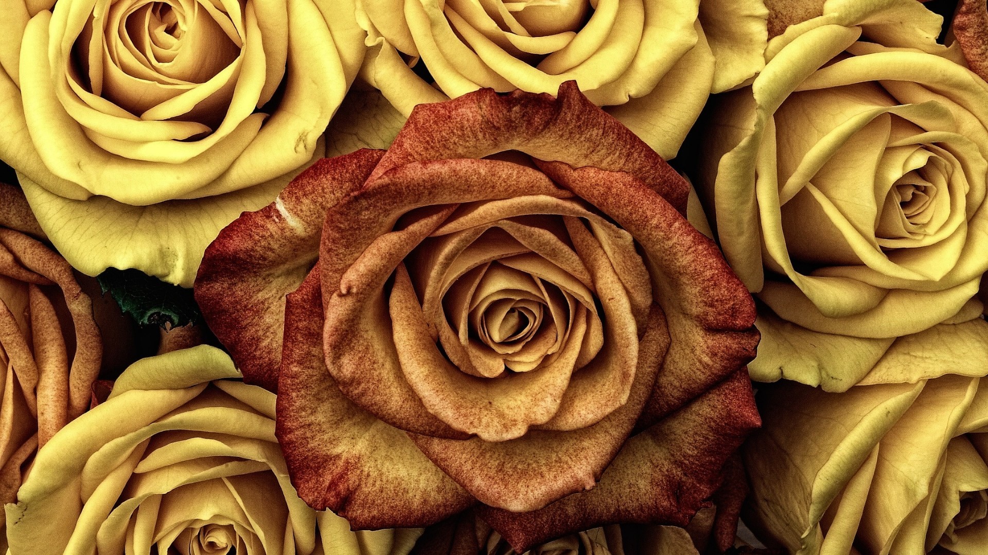 PCデスクトップにフラワーズ, 花, 薔薇, 地球, 黄色い花, オレンジ色）画像を無料でダウンロード