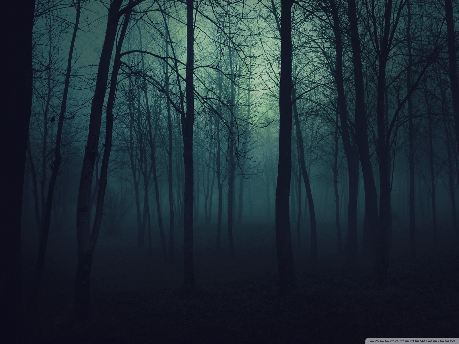 Free download wallpaper Trees, Night, Landscape on your PC desktop