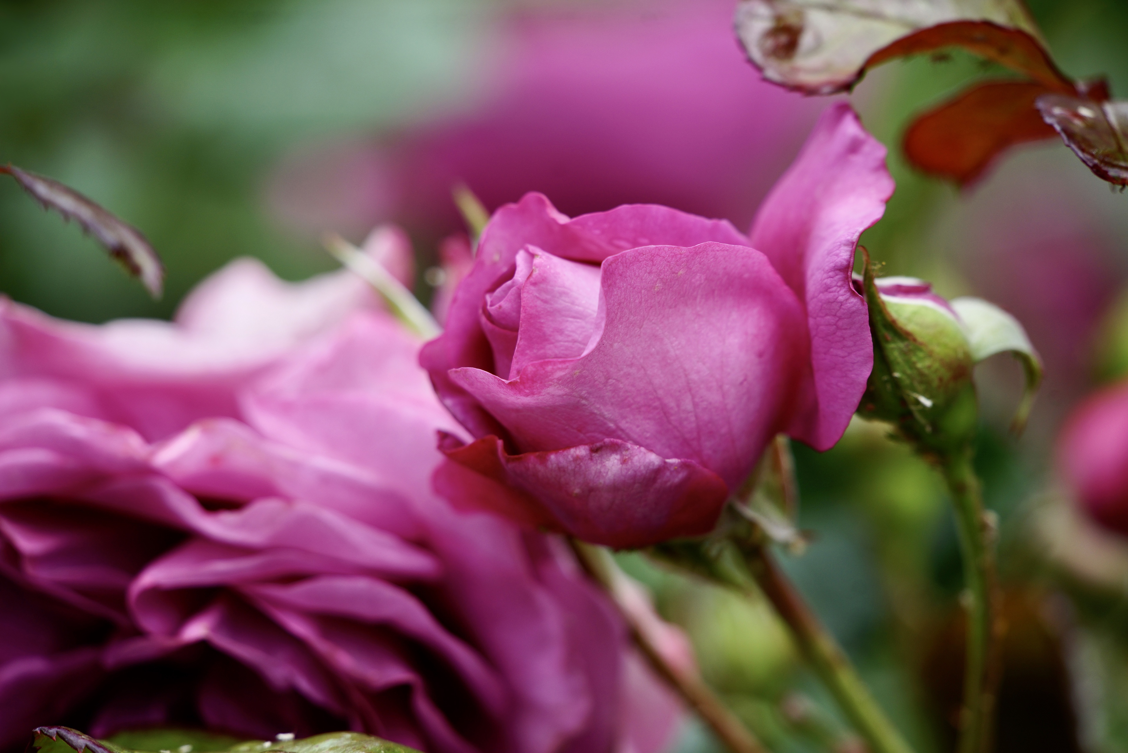Скачать обои бесплатно Цветок, Роза, Размытие, Земля/природа, Розовая Роза картинка на рабочий стол ПК