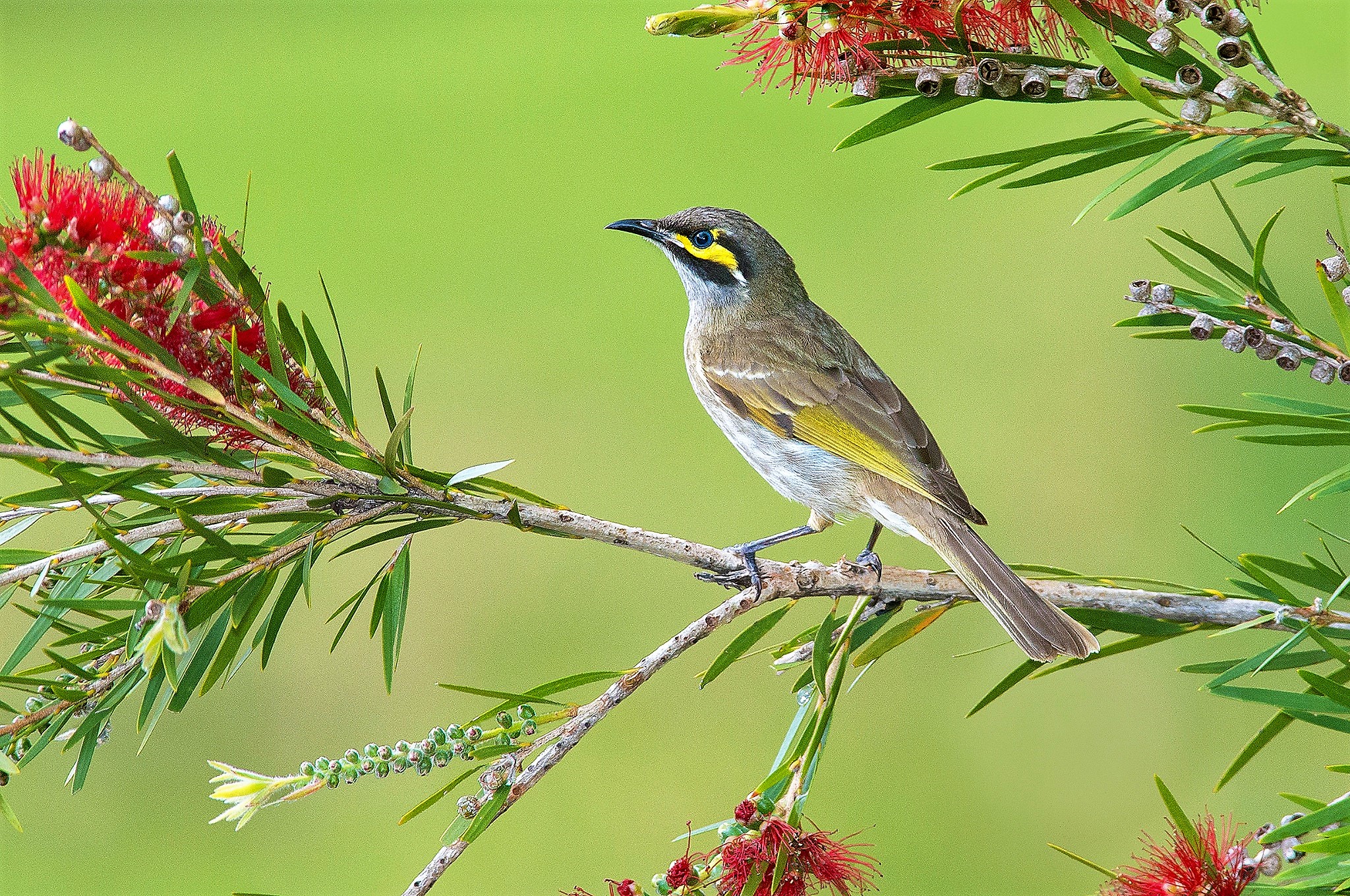 Free download wallpaper Birds, Bird, Branch, Animal on your PC desktop