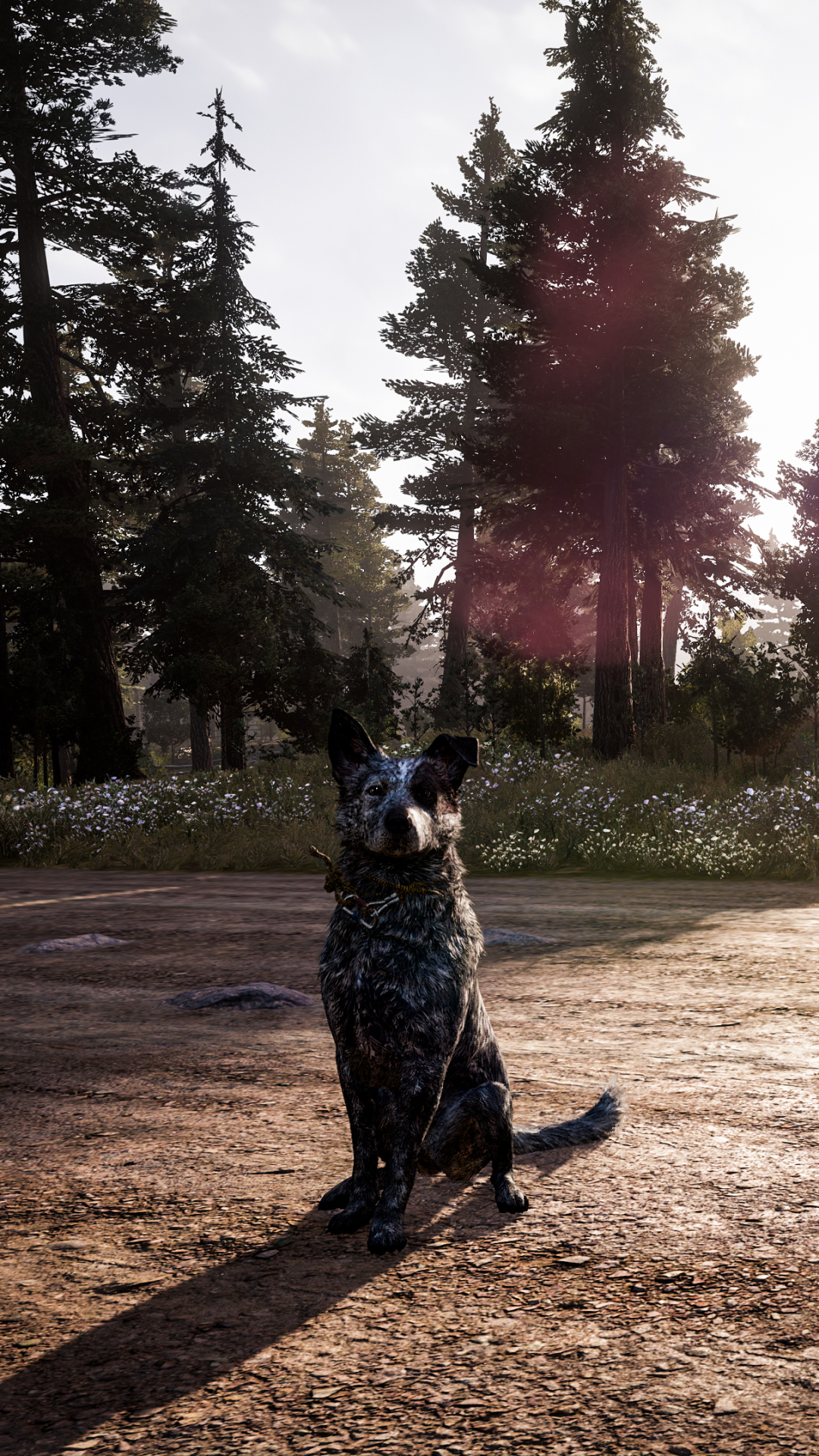 Download mobile wallpaper Dog, Video Game, Far Cry, Far Cry 5 for free.