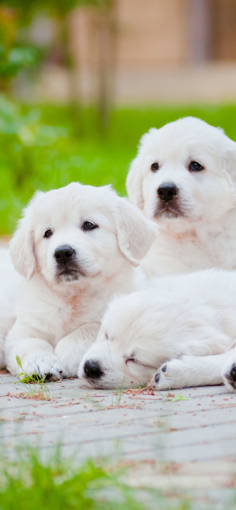 Download mobile wallpaper Dogs, Dog, Animal, Puppy, Golden Retriever for free.