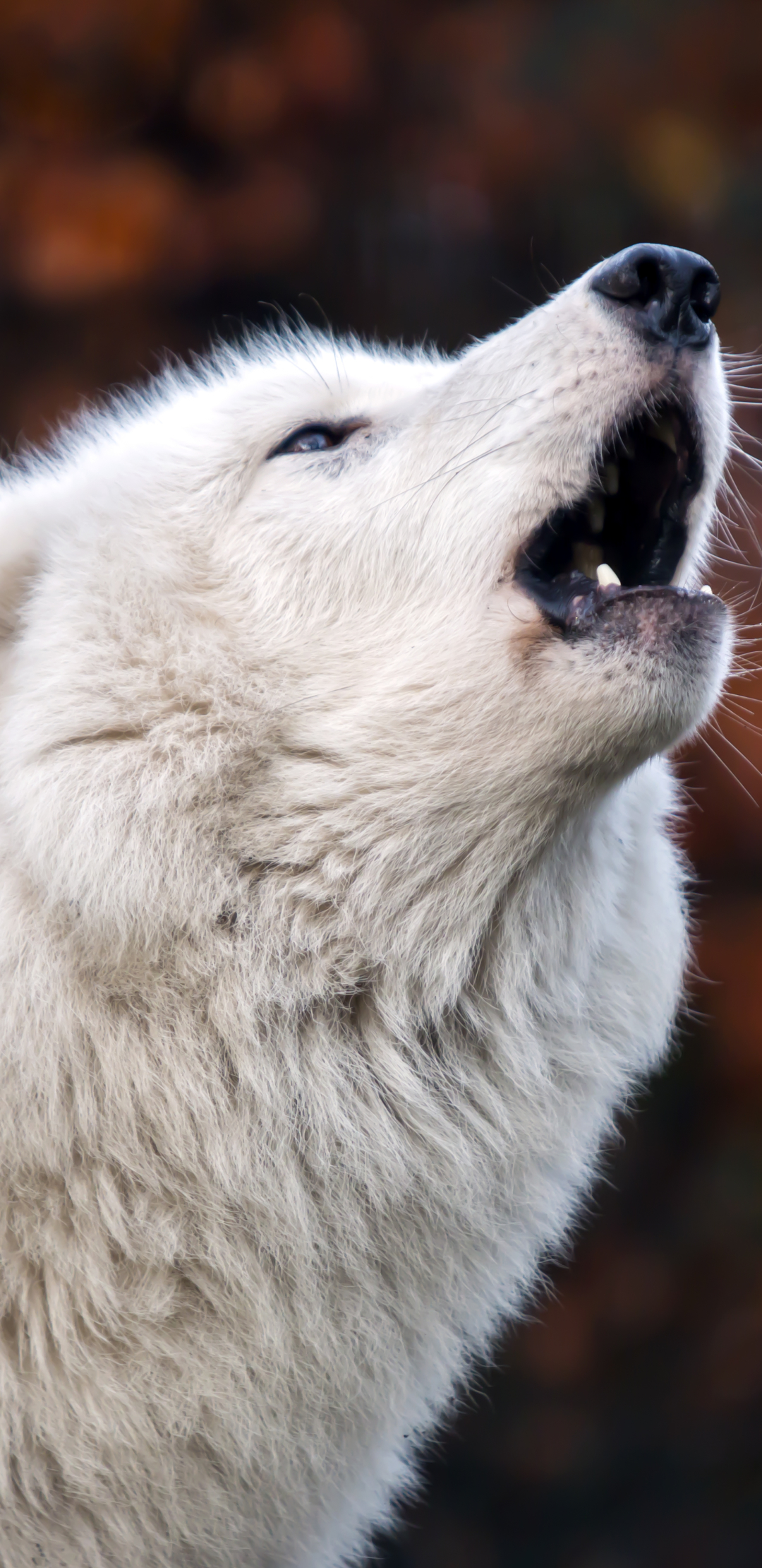 Скачать картинку Животные, Арктический Волк в телефон бесплатно.