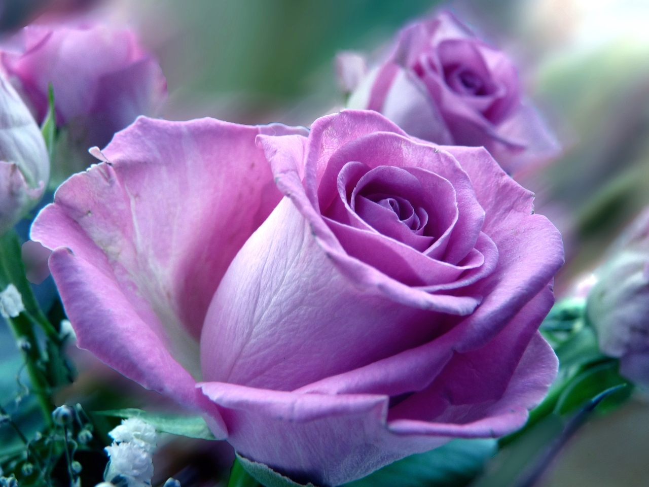 Descarga gratuita de fondo de pantalla para móvil de Plantas, Roses, Flores, Violeta.