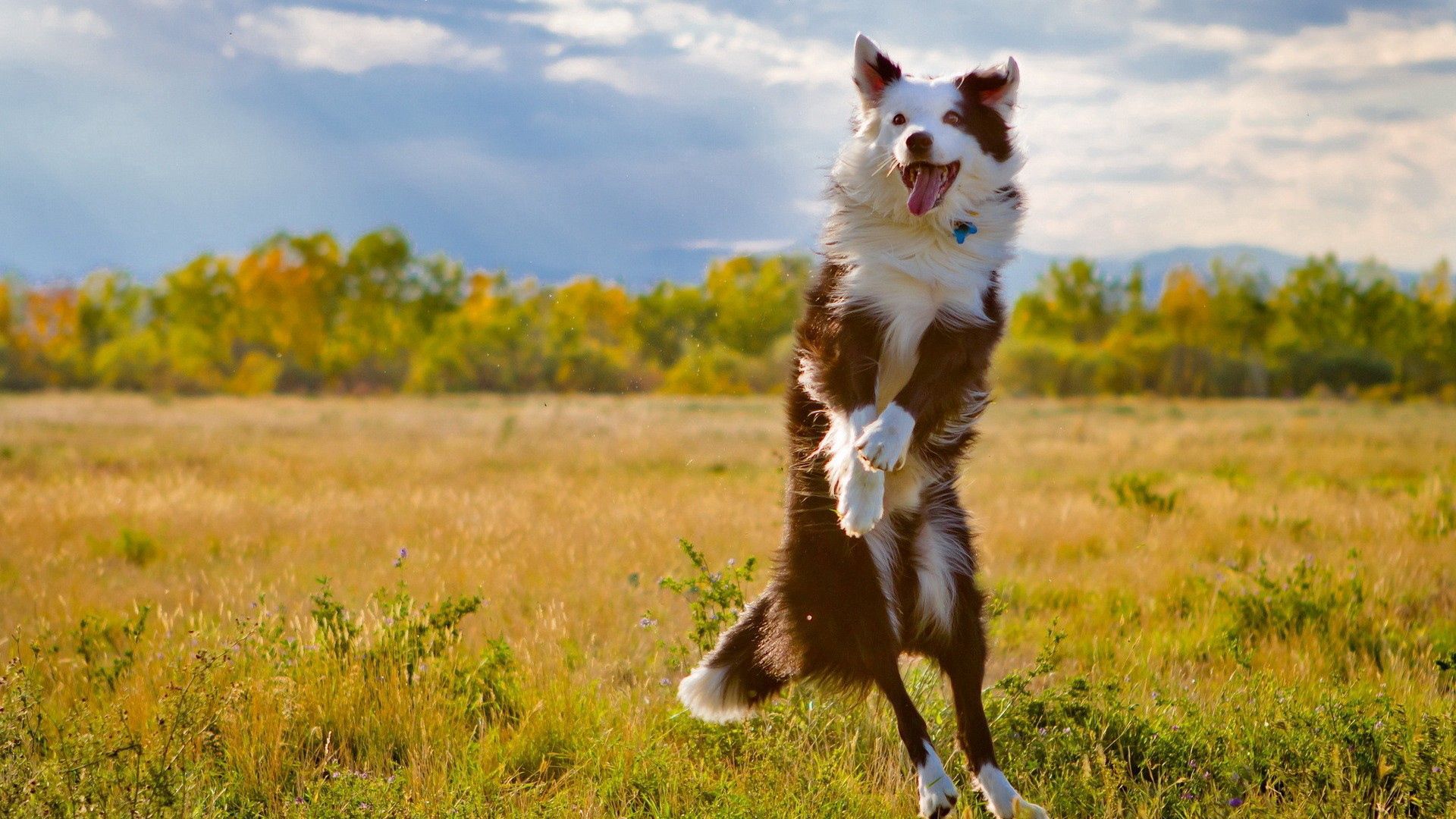 PCデスクトップに動物, 自然, 草, 跳ねる 弾む, 跳ねる, 犬画像を無料でダウンロード