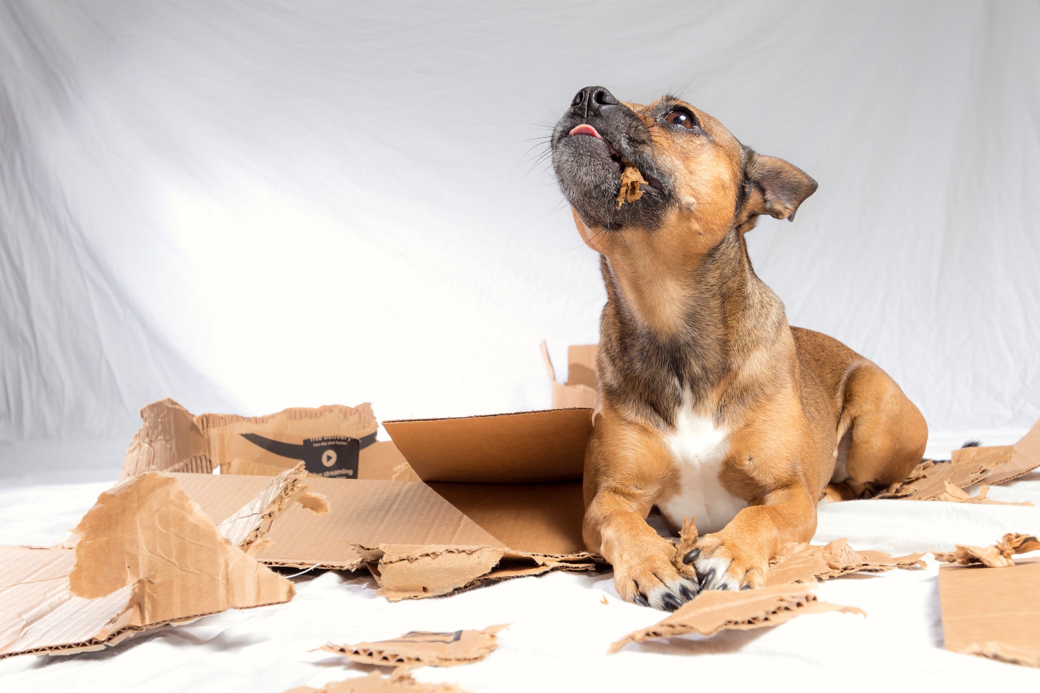 Téléchargez des papiers peints mobile Animaux, Chiens, Chien gratuitement.