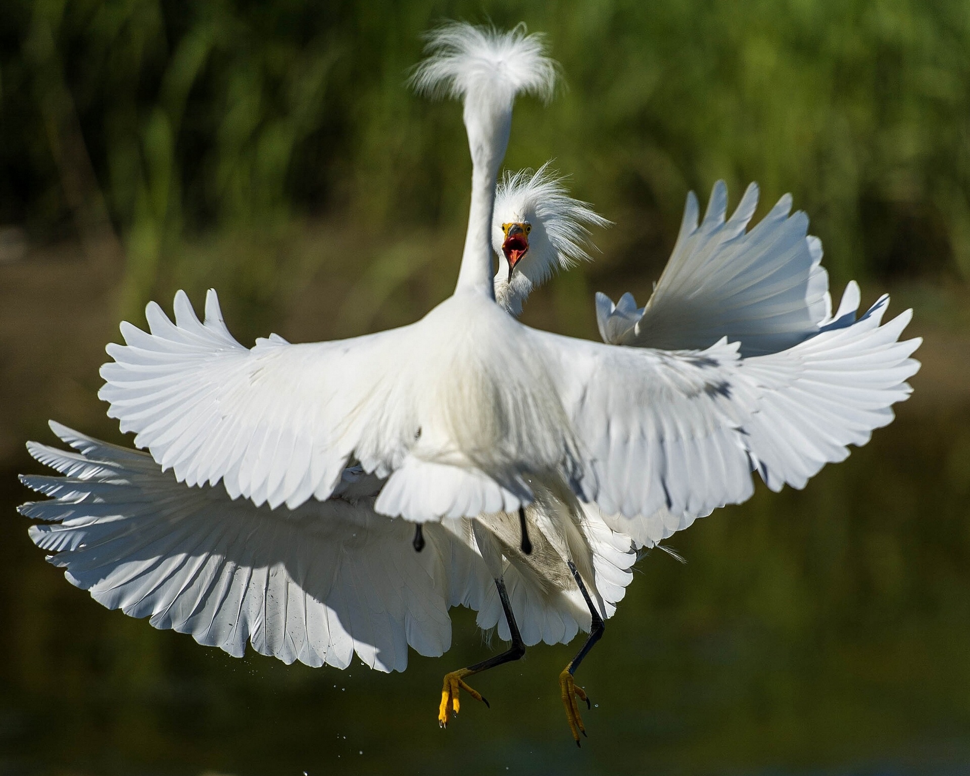 PCデスクトップに鳥, 動物画像を無料でダウンロード