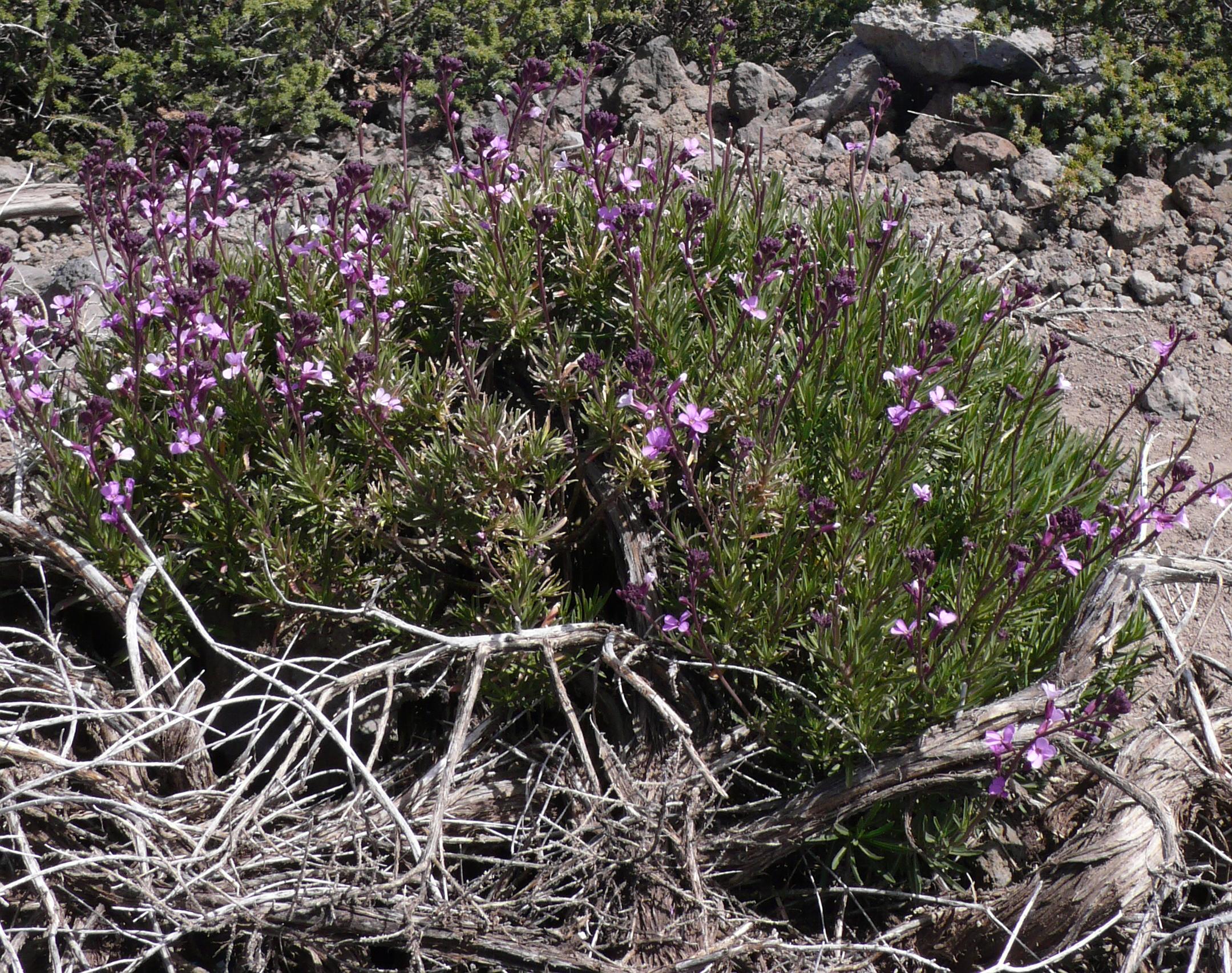 Descarga gratis la imagen Flor, Tierra/naturaleza en el escritorio de tu PC