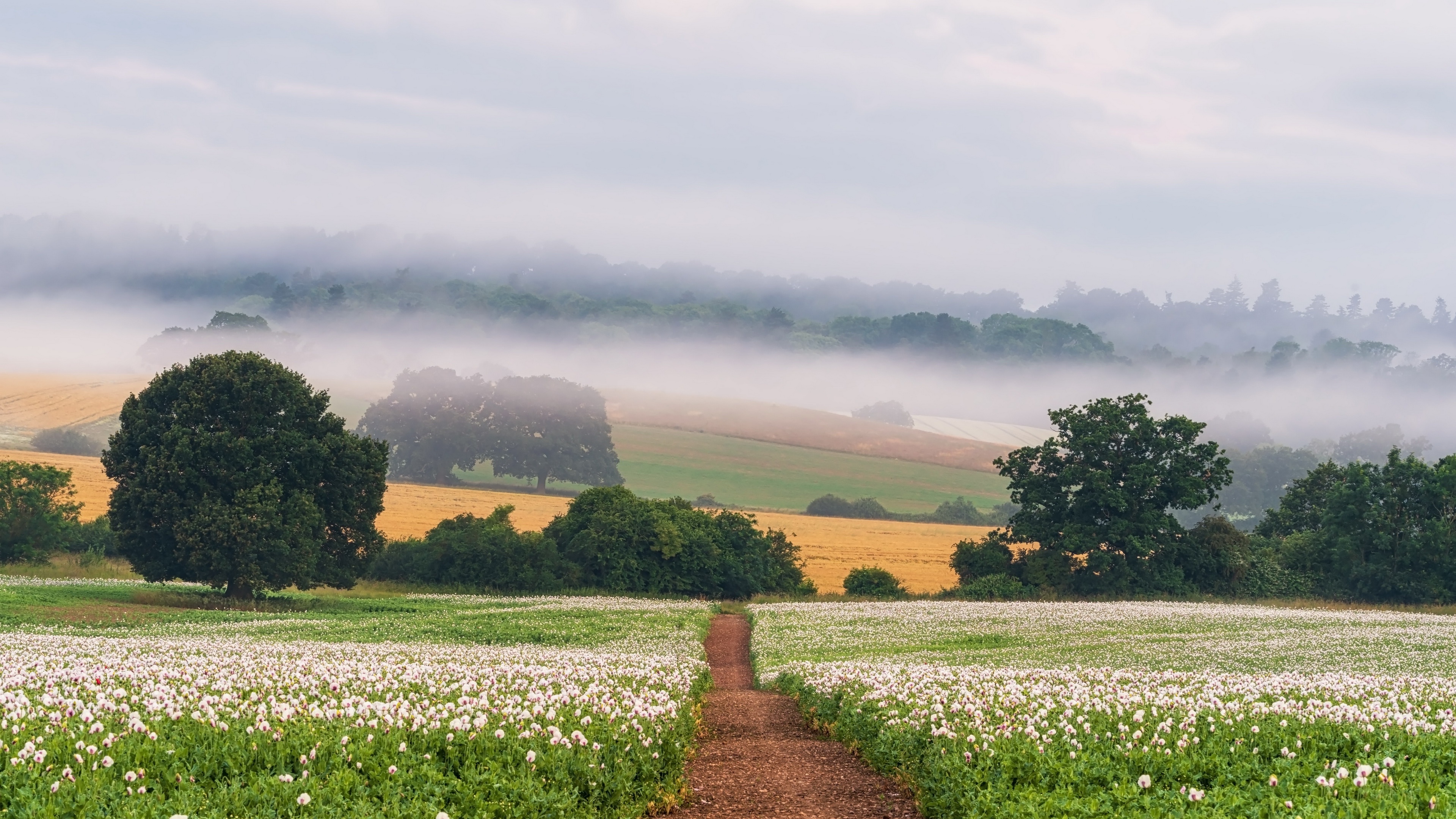 Descarga gratis la imagen Naturaleza, Camino, Niebla, Campo, Tierra/naturaleza en el escritorio de tu PC