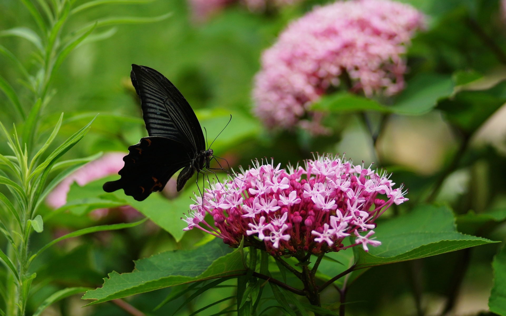Laden Sie das Tiere, Natur, Schmetterlinge, Blume-Bild kostenlos auf Ihren PC-Desktop herunter