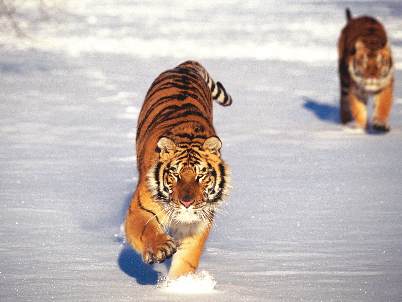 Download mobile wallpaper Cats, Tiger, Animal for free.