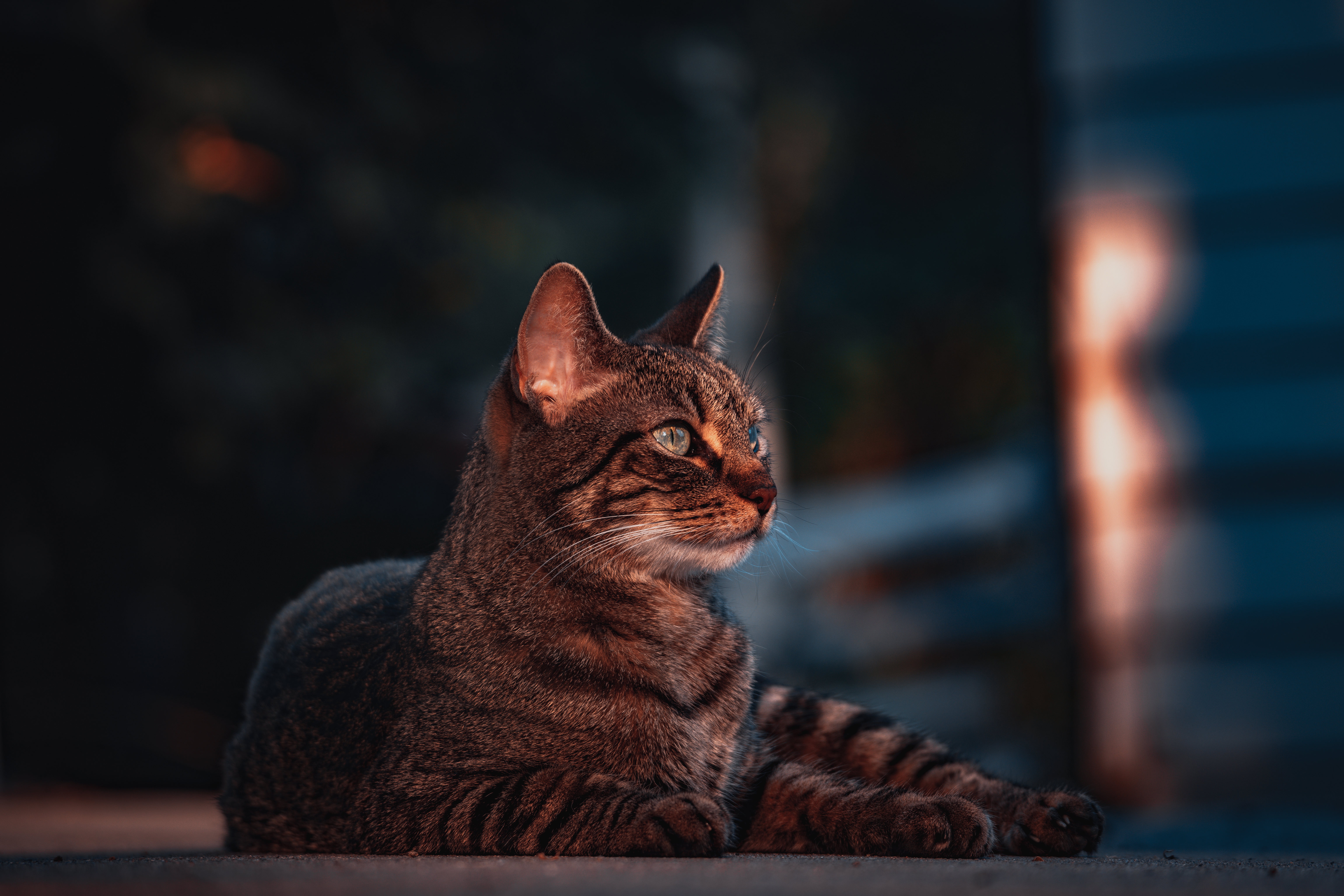 Descarga gratis la imagen Animales, Gatos, Gato, Profundidad De Campo en el escritorio de tu PC