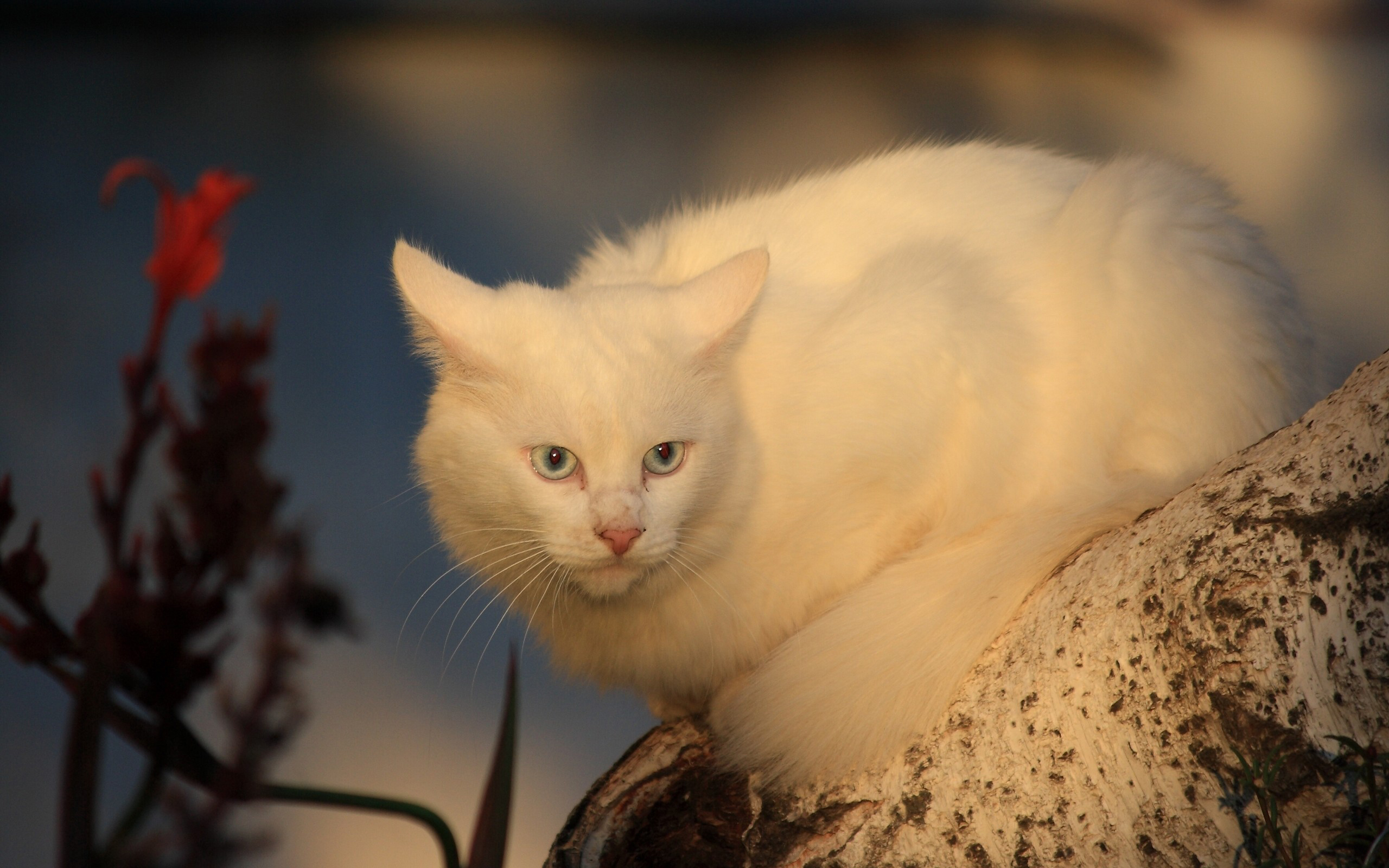 Baixar papel de parede para celular de Animais, Gato gratuito.