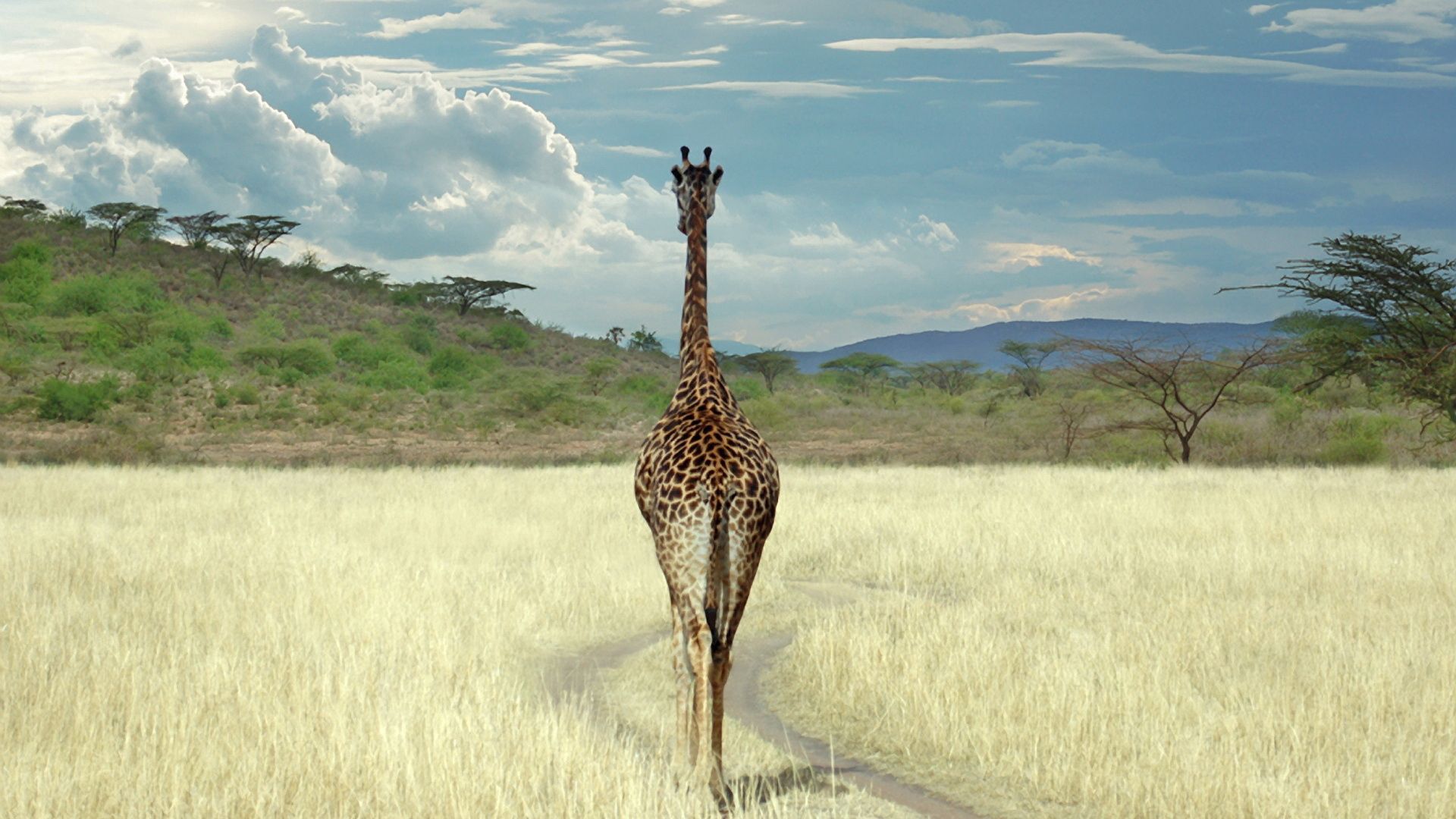 animals, grass, savanna, stroll, giraffe