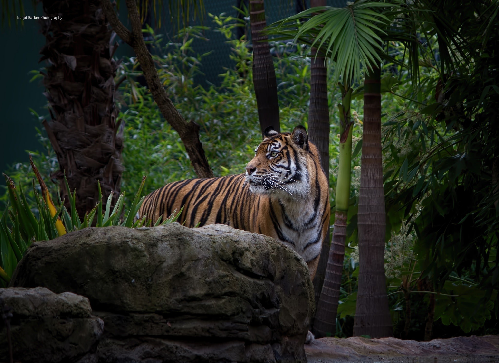 Descarga gratuita de fondo de pantalla para móvil de Selva, Gatos, Animales, Tigre.