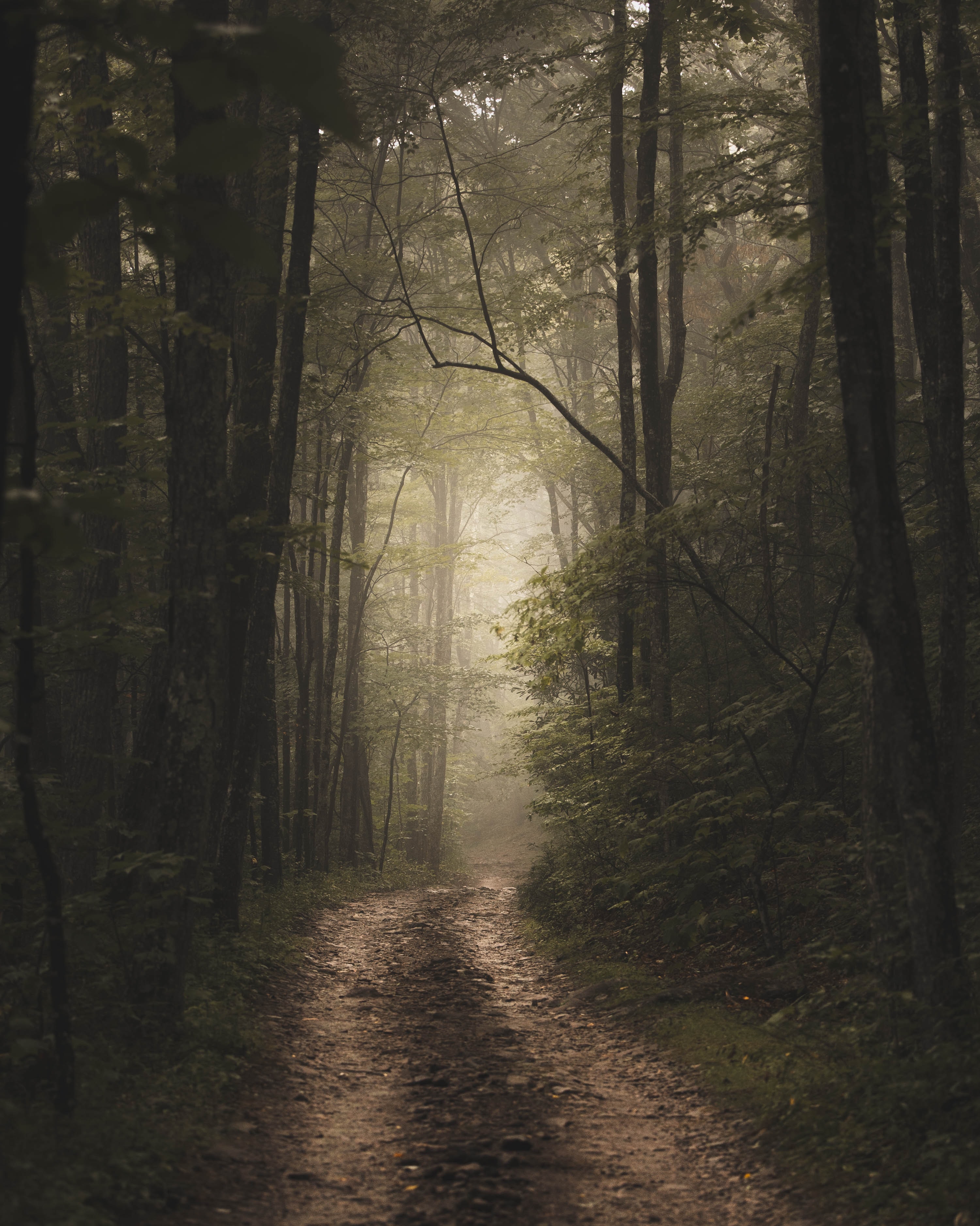 Download mobile wallpaper Nature, Fog, Road, Forest for free.