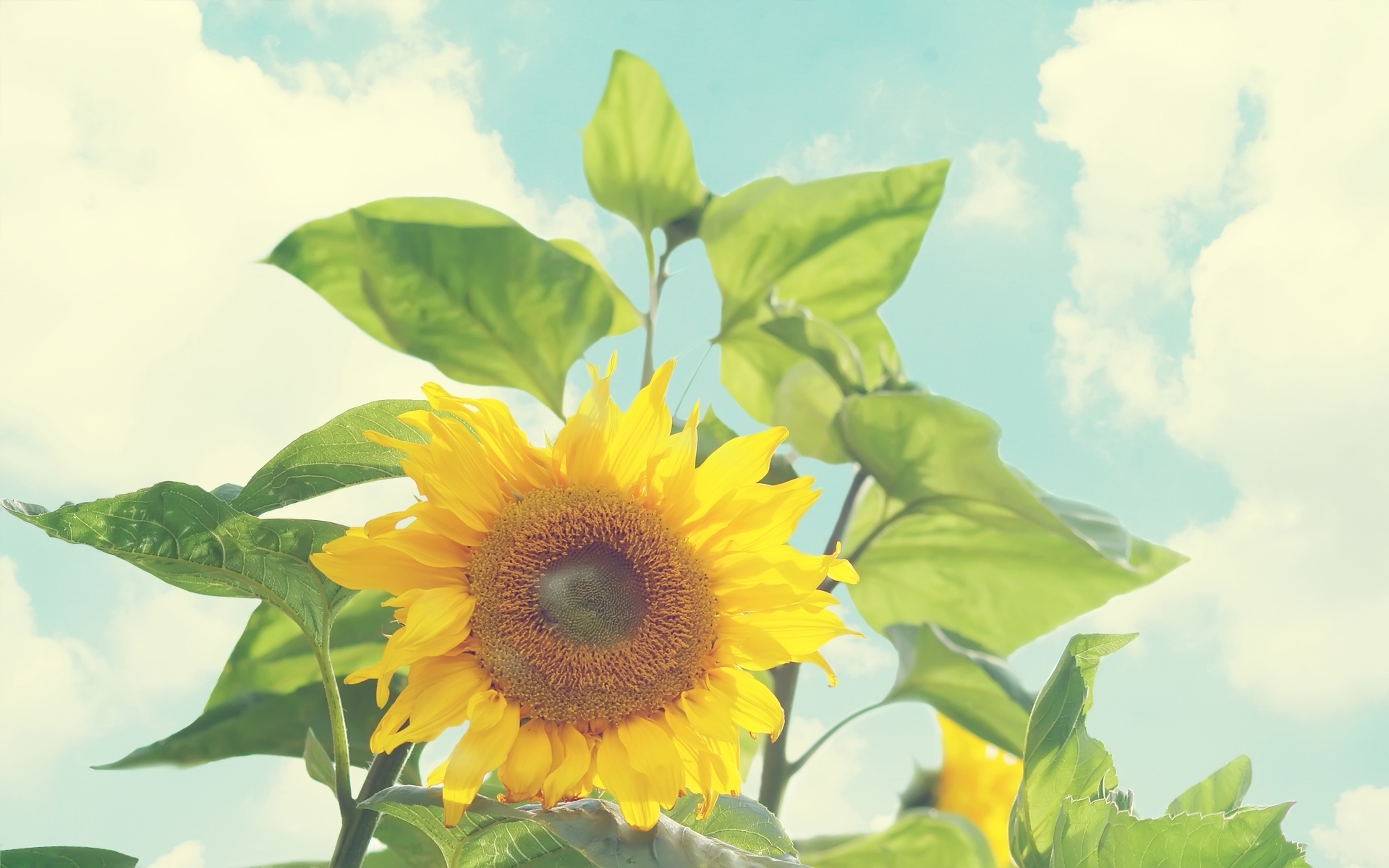 Free download wallpaper Plants, Sunflowers on your PC desktop