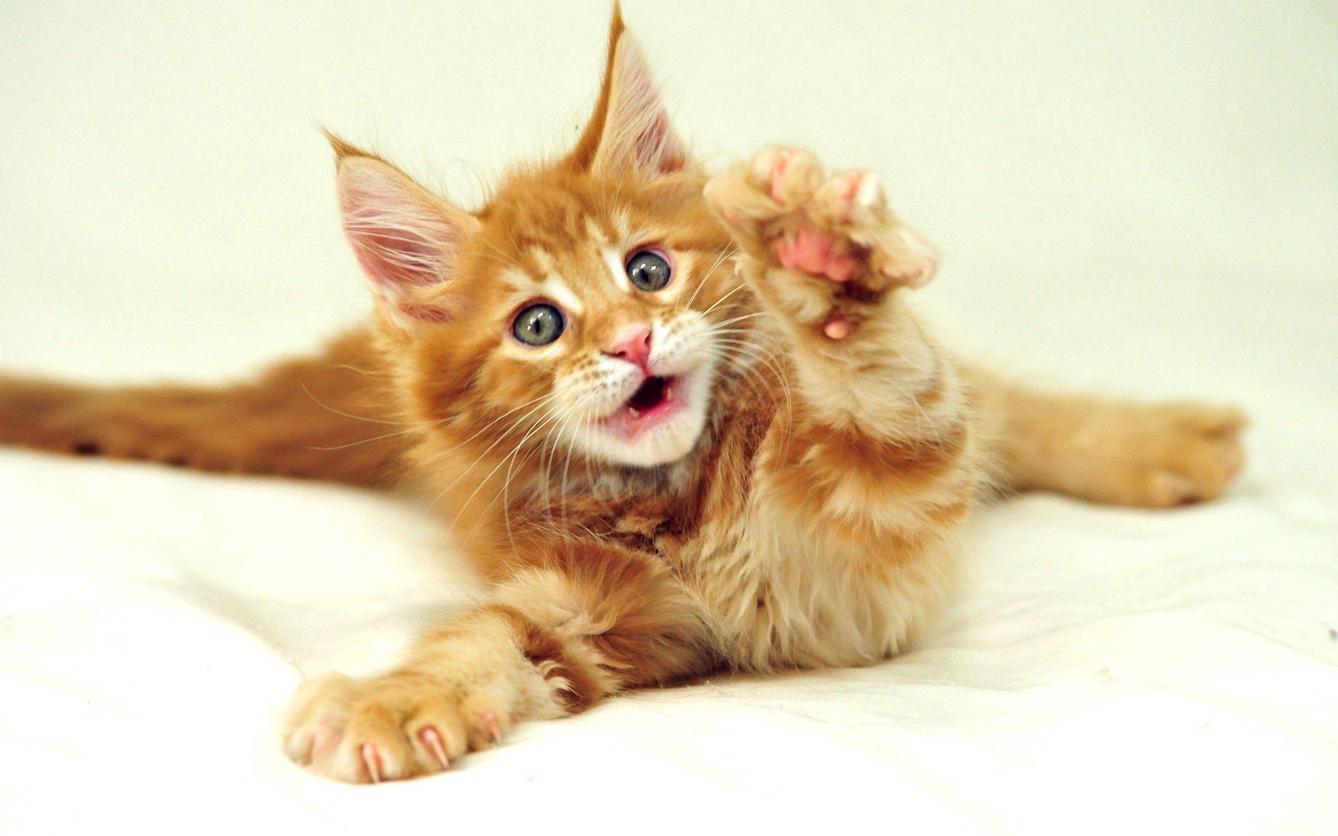 無料モバイル壁紙キティ, 足, 動物, ふわふわ, ふかふかした, 子猫をダウンロードします。