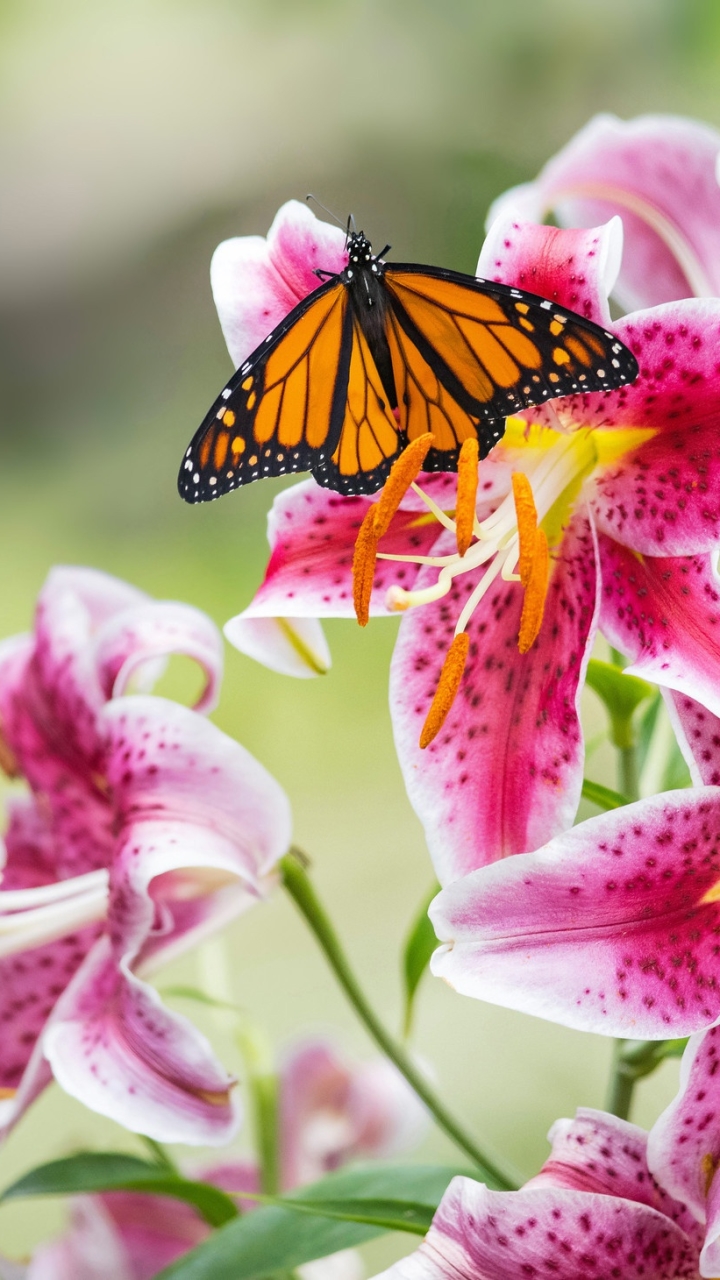 無料モバイル壁紙動物, 蝶, 花, 大きい, リリー, 虫をダウンロードします。