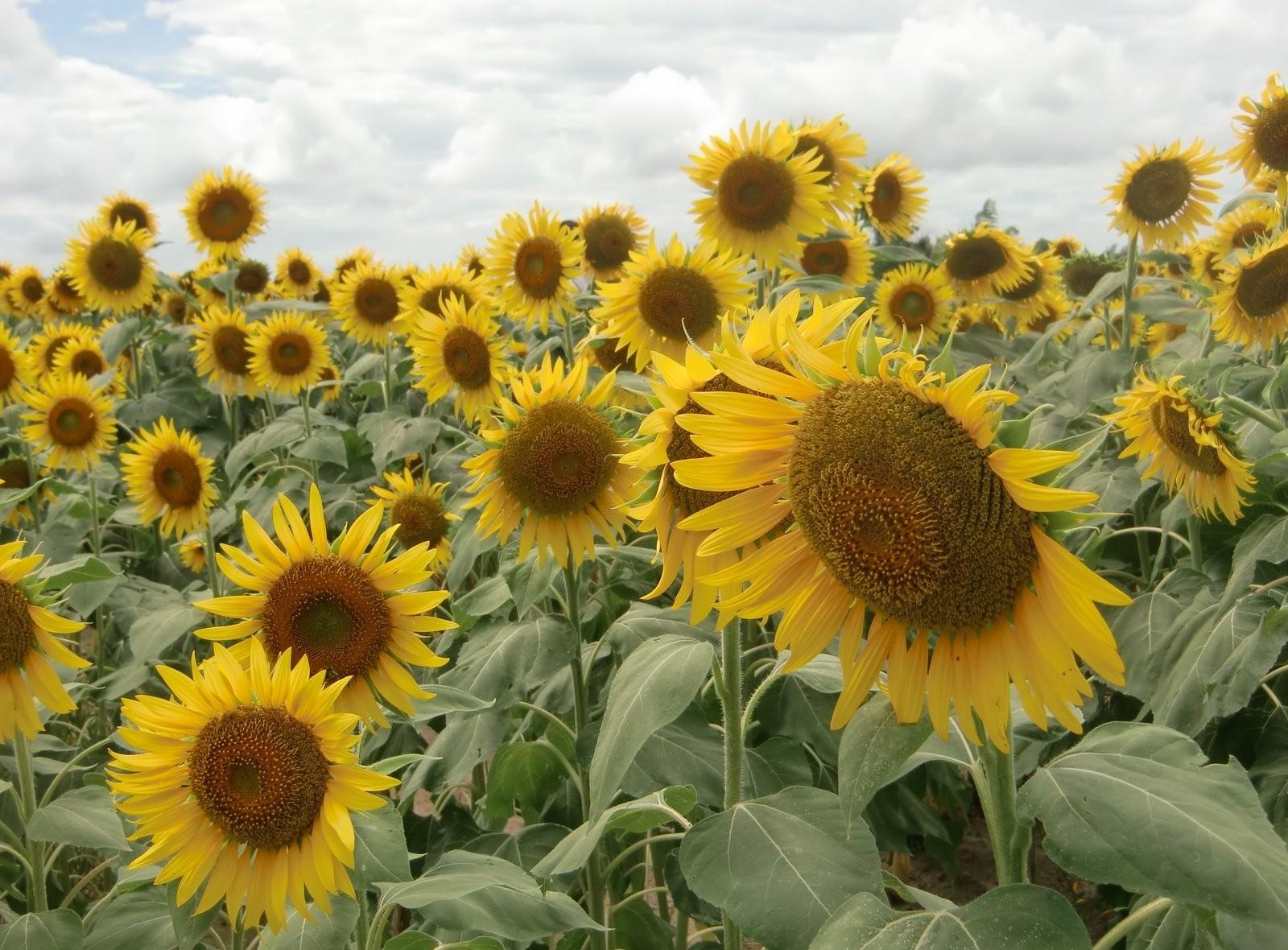 Download mobile wallpaper Field, Clouds, Flowers, Sky, Summer, Sunflowers for free.