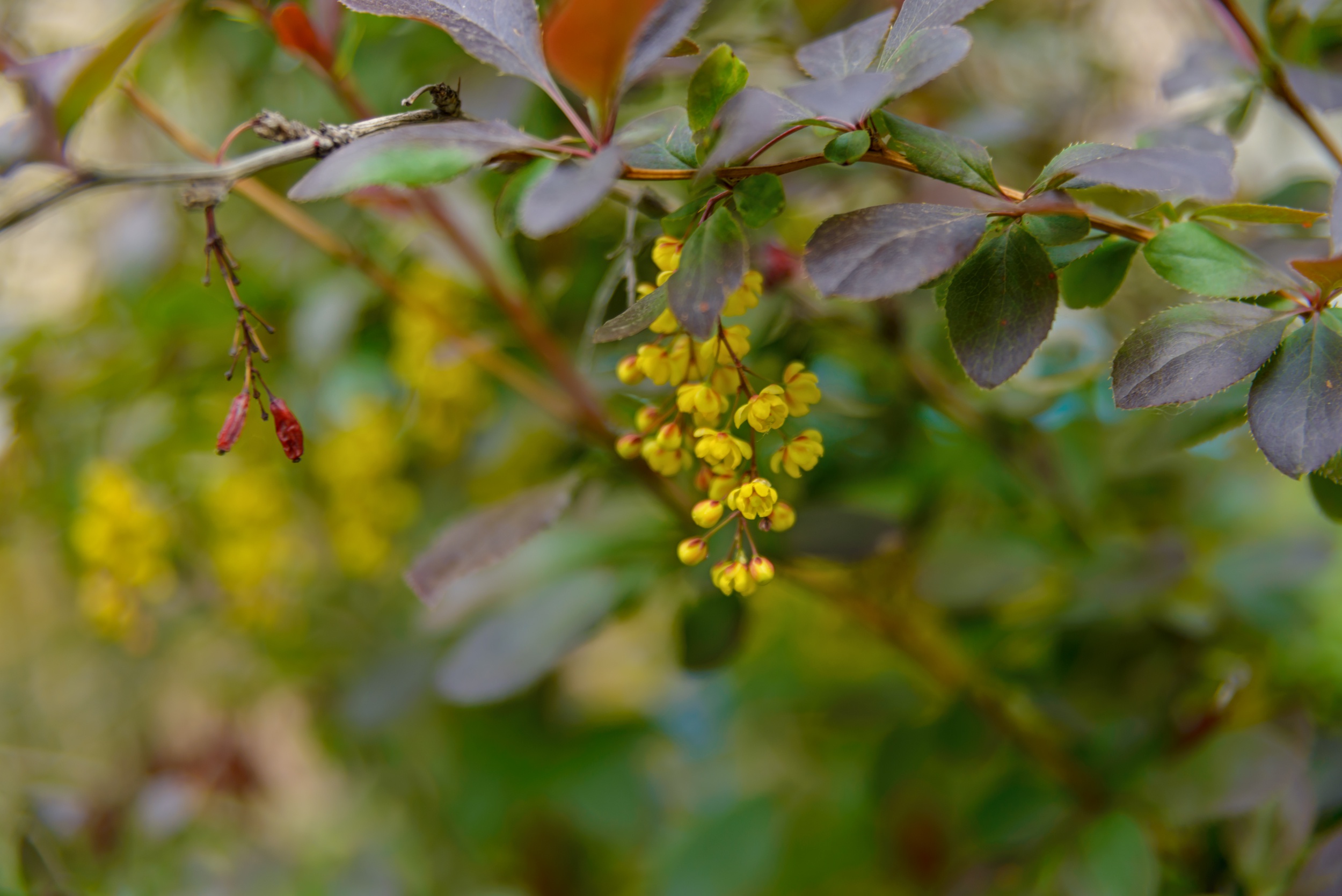 Free download wallpaper Blossom, Flowers, Earth on your PC desktop