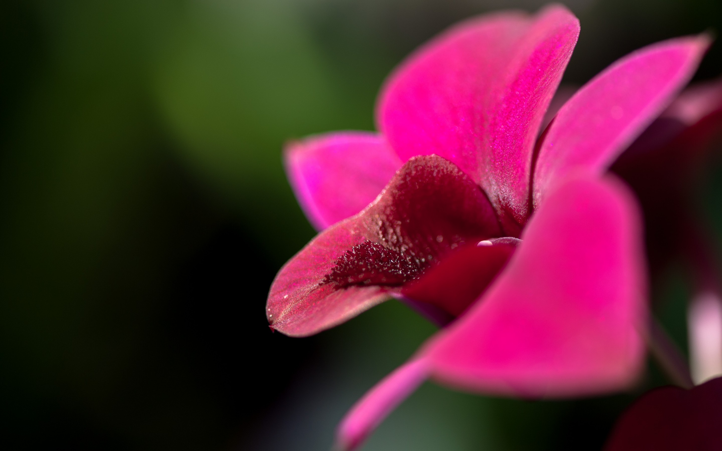 Téléchargez gratuitement l'image Orchidée, Fleurs, Terre/nature sur le bureau de votre PC