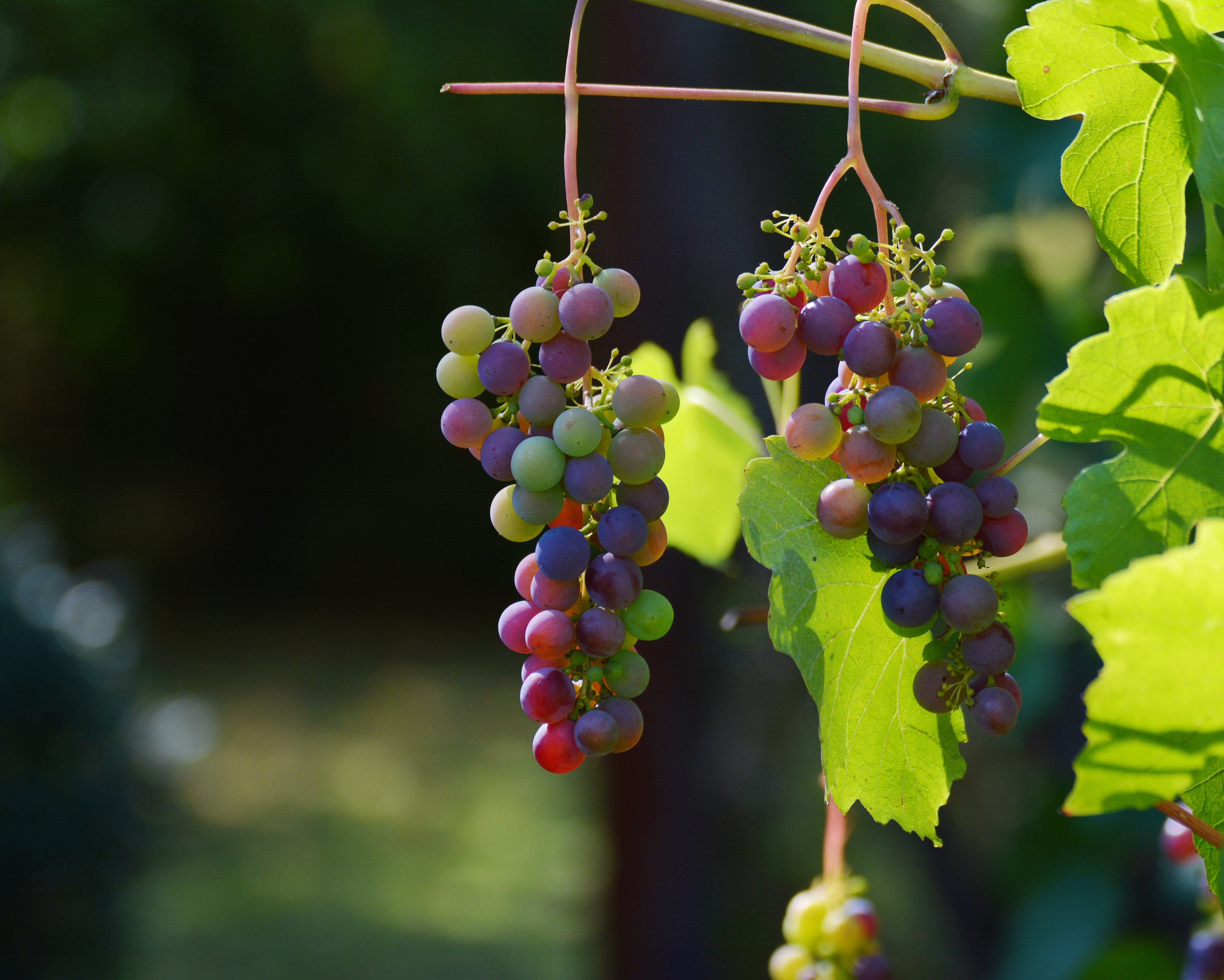 grapes, berries, food, vine Free Stock Photo