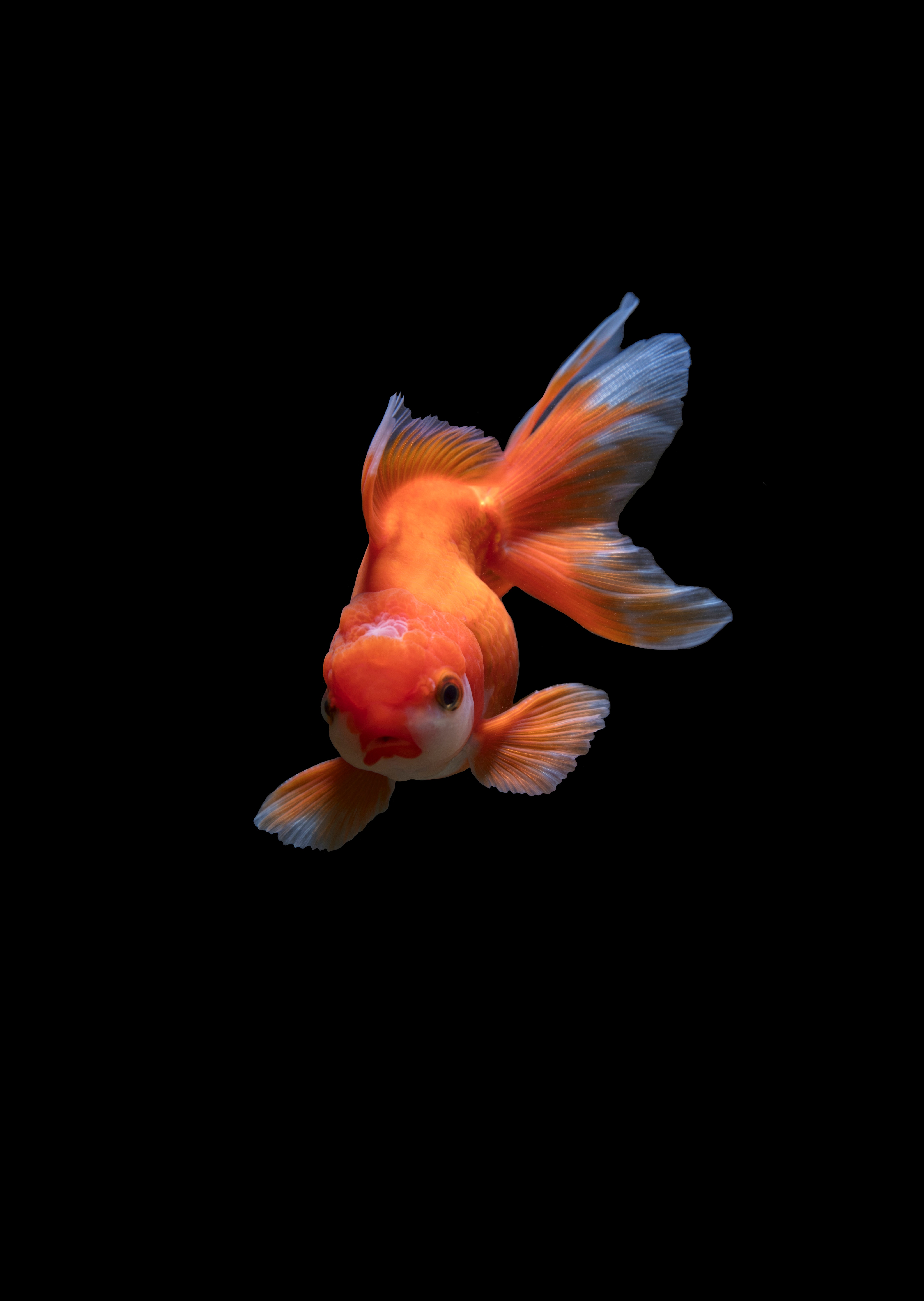 animals, orange, underwater world, swim, fishy, small fish, to swim Full HD