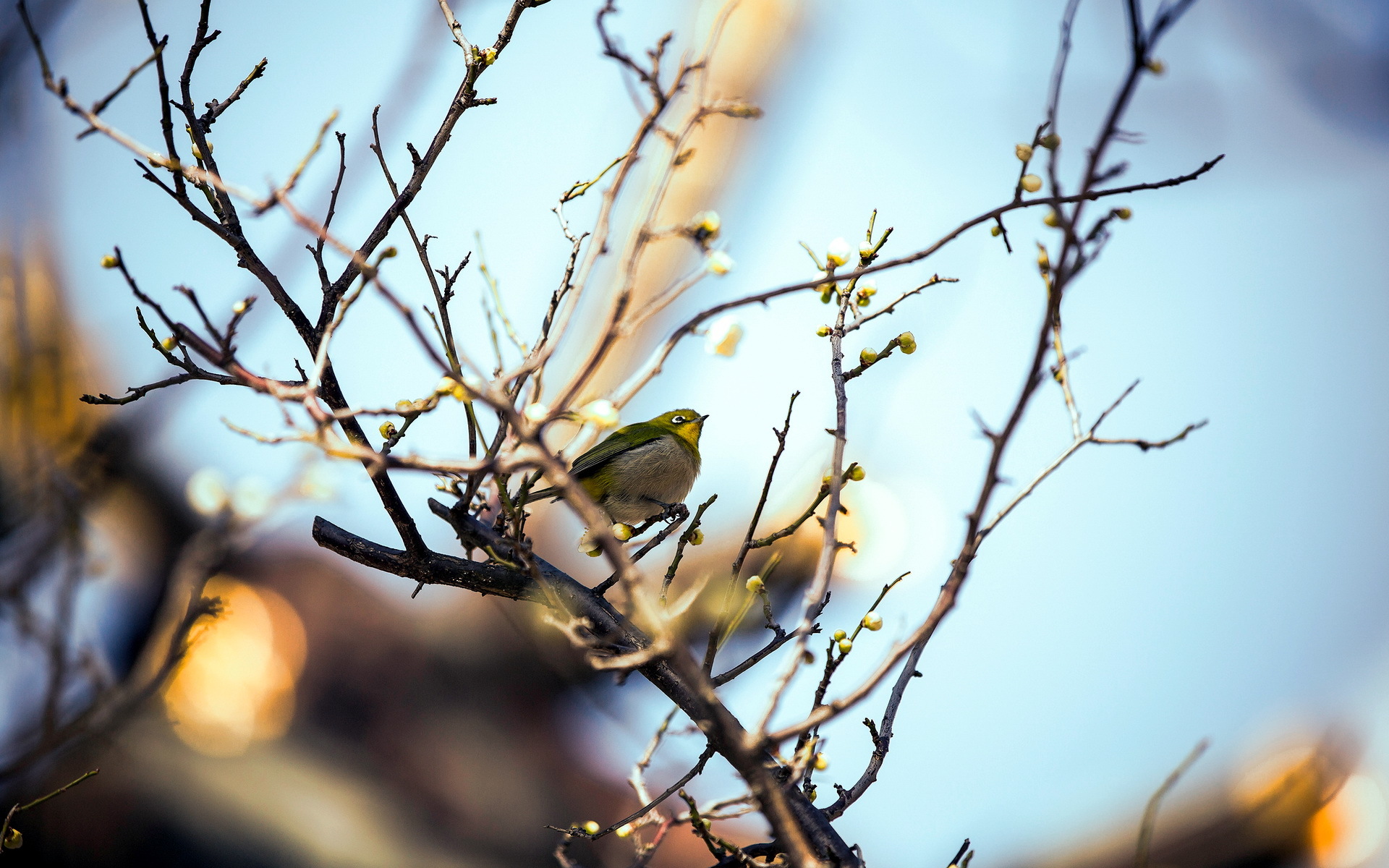 Téléchargez des papiers peints mobile Animaux, Oiseau, Des Oiseaux gratuitement.